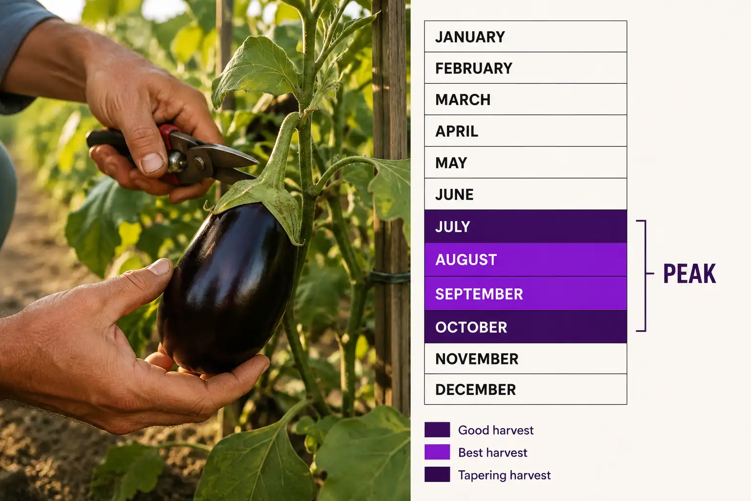 Eggplant is in season from July through October in the United States, peaking in August and September, shown next to a farmer clipping ripe purple fruit.