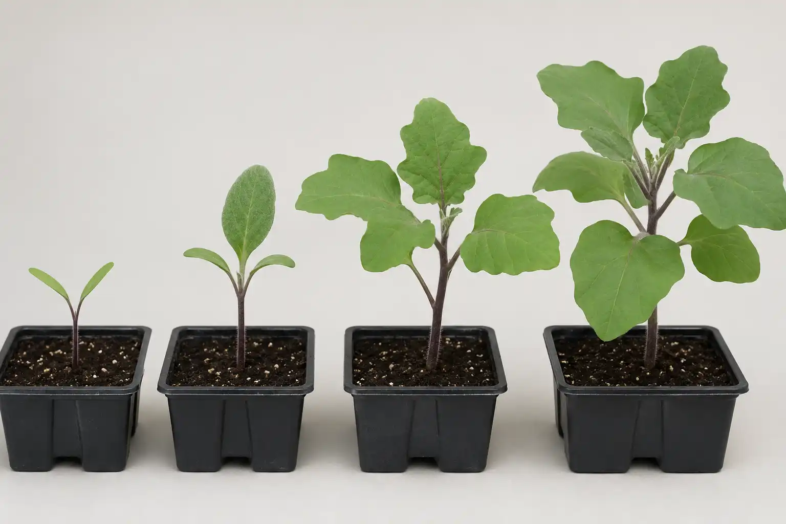 Four eggplant seedlings in cell trays showing narrow pointed seed leaves first, then fuzzy oval true leaves, then a stocky transplant with six lobed leaves