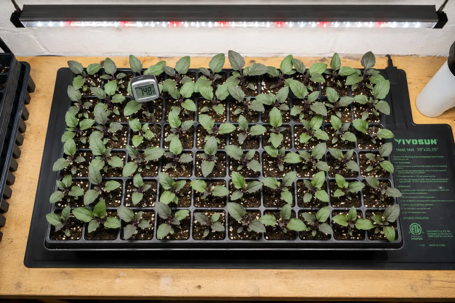 Tray of stocky eggplant seedlings started indoors on a heat mat under grow lights eight weeks before transplanting
