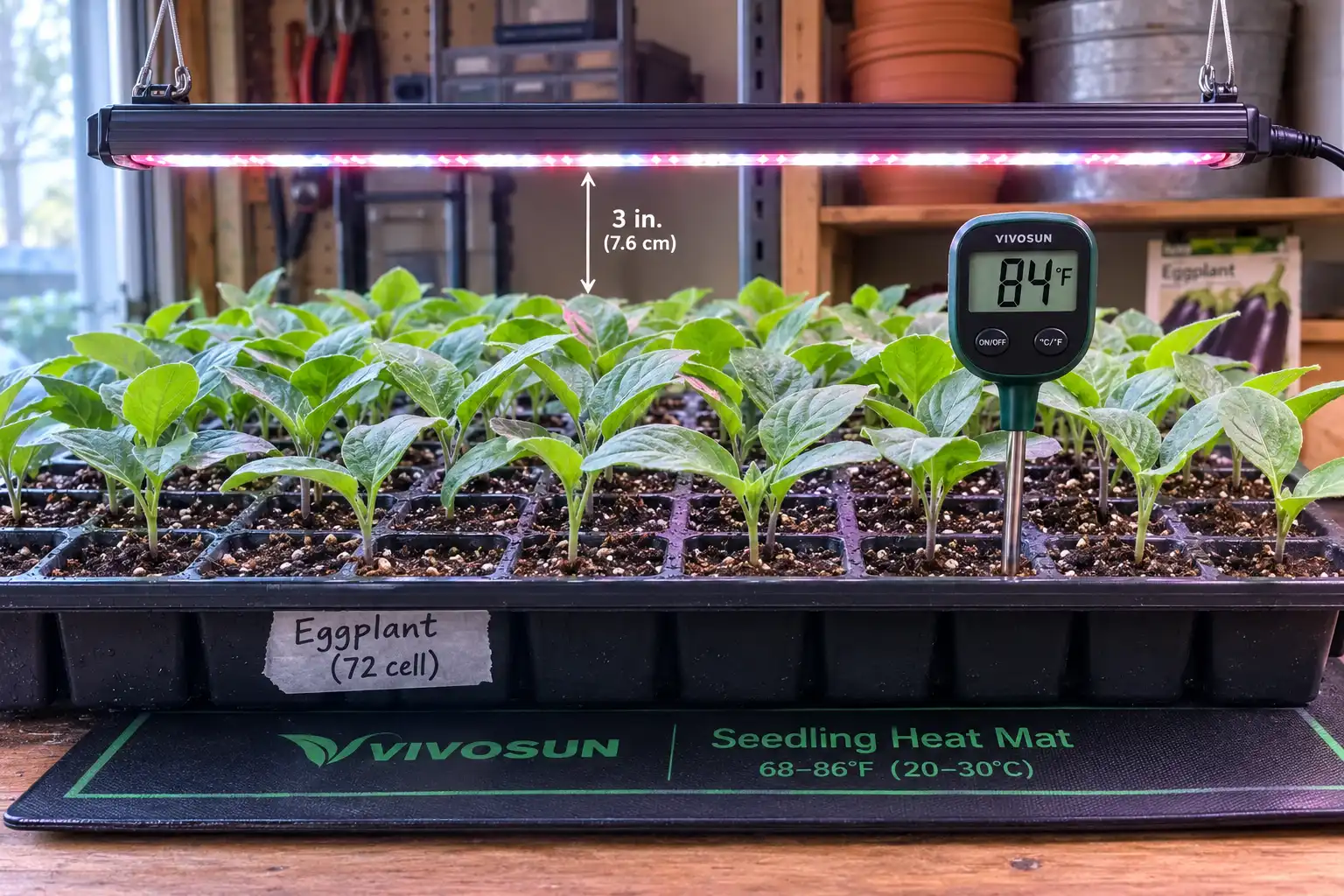 Eggplant seedlings with two true leaves growing on a heat mat at 84 degrees under an LED bar hung three inches above the tray.