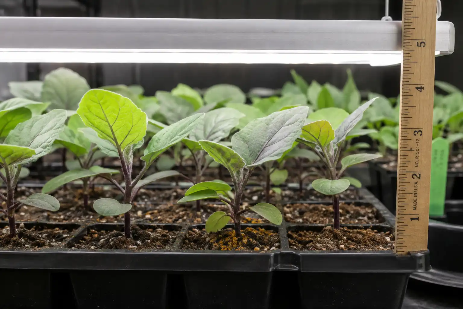 Stocky eggplant seedlings growing in cell trays under an LED grow light bar set a few inches above the leaves