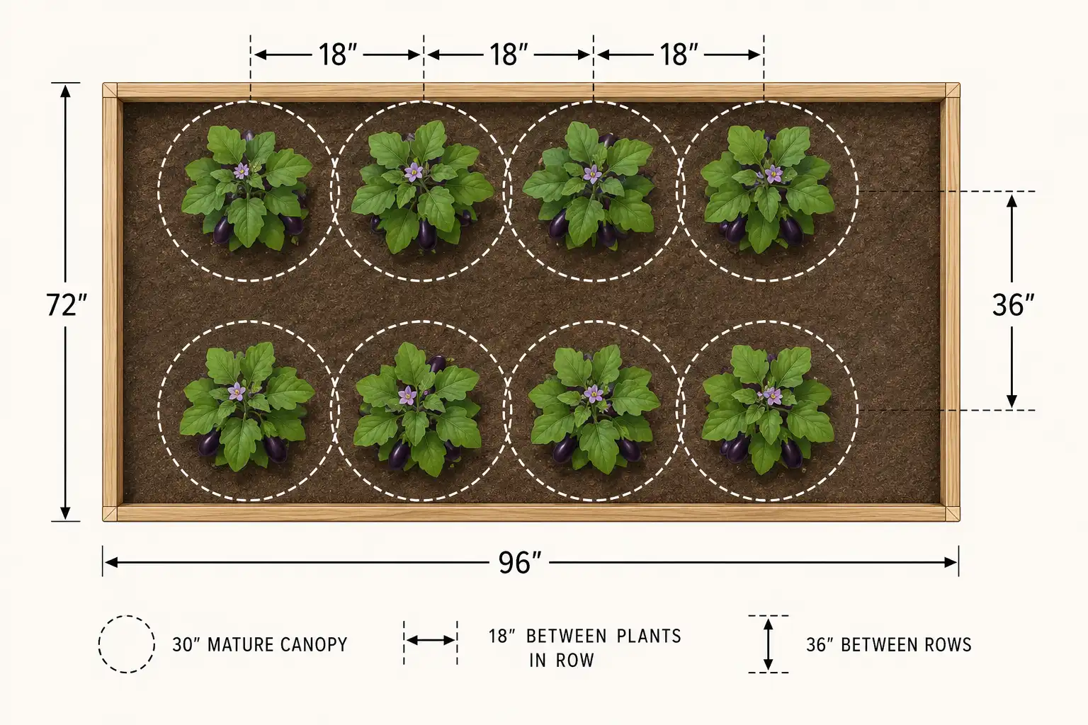 Overhead layout showing eggplant set 18 inches apart in rows 36 inches wide with 30 inch mature canopy circles