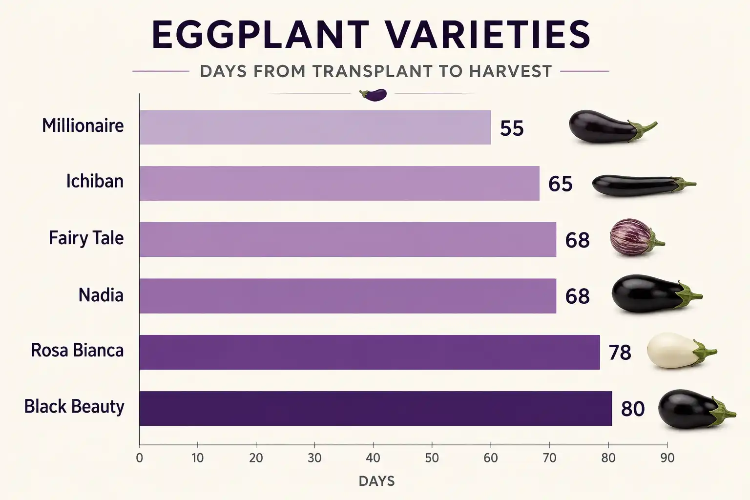 Bar chart comparing eggplant varieties, showing Millionaire at 55 days and Black Beauty at 80 days from transplant to harvest.