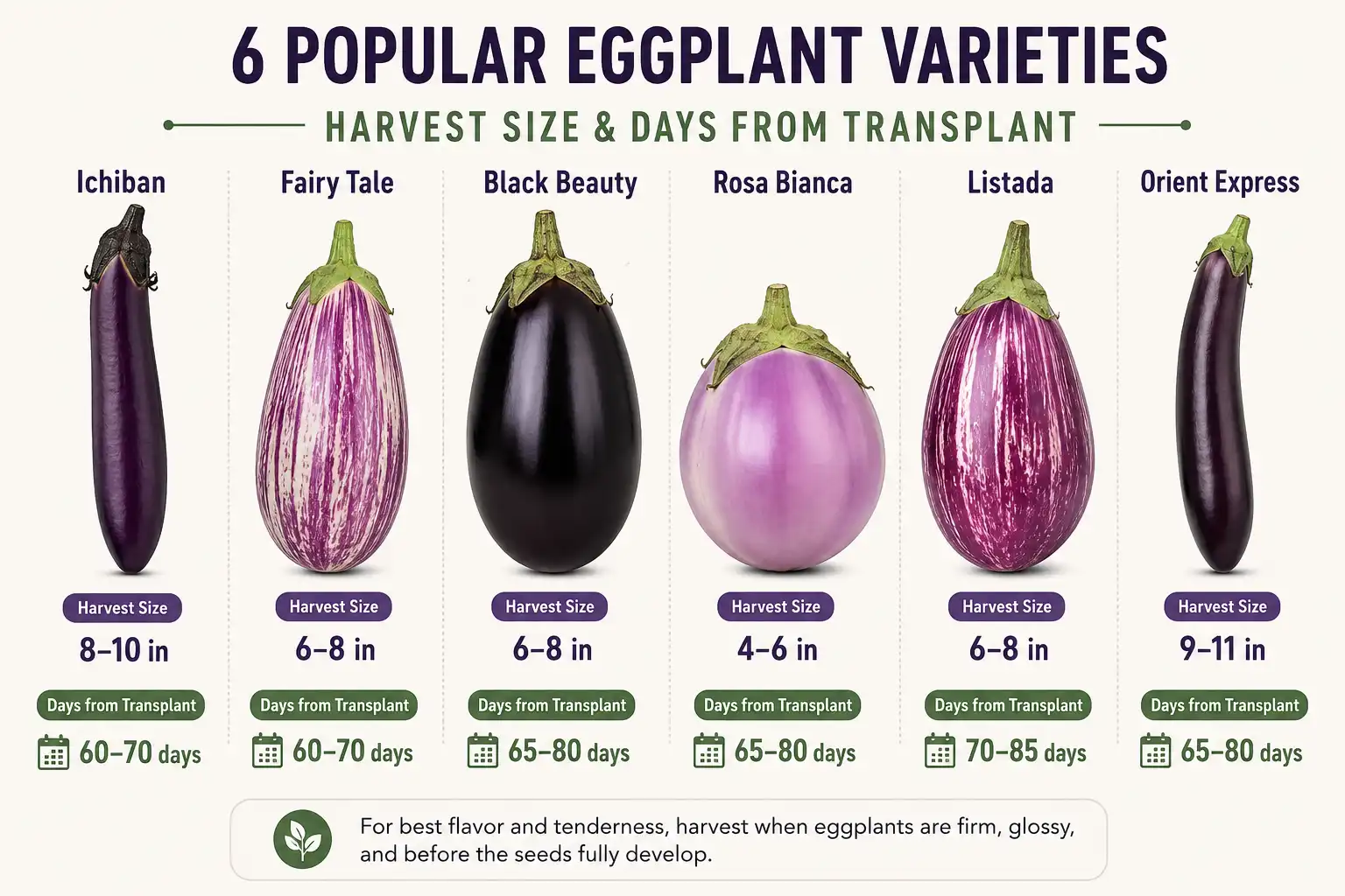 Six eggplant varieties shown at their correct picking size, each labeled with harvest length in inches and days from transplant, from 50 day miniatures to 90 day heirlooms