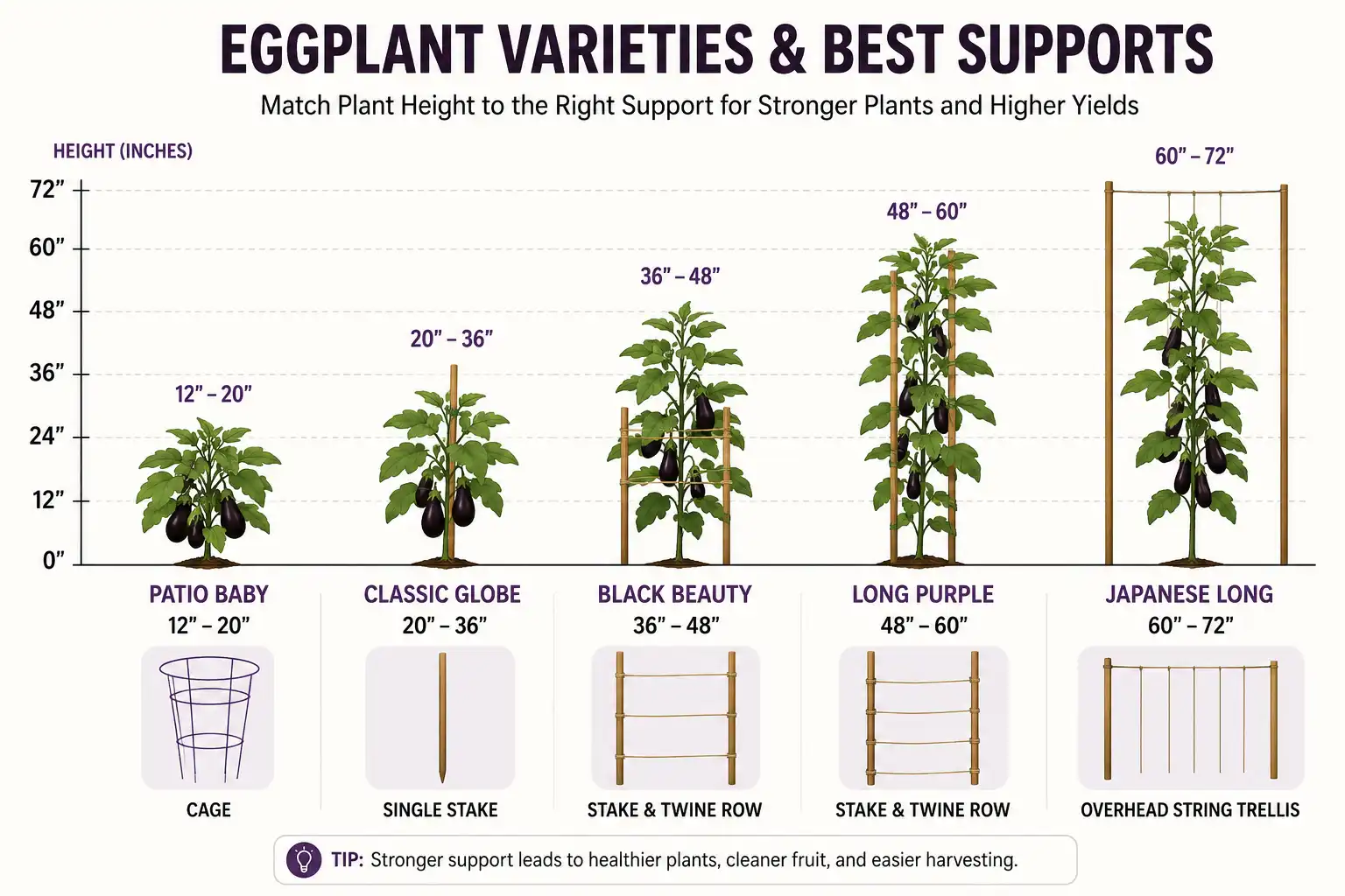 Five eggplant types drawn to scale from eighteen inches to six feet, each paired with the support structure that suits its height and fruit weight.