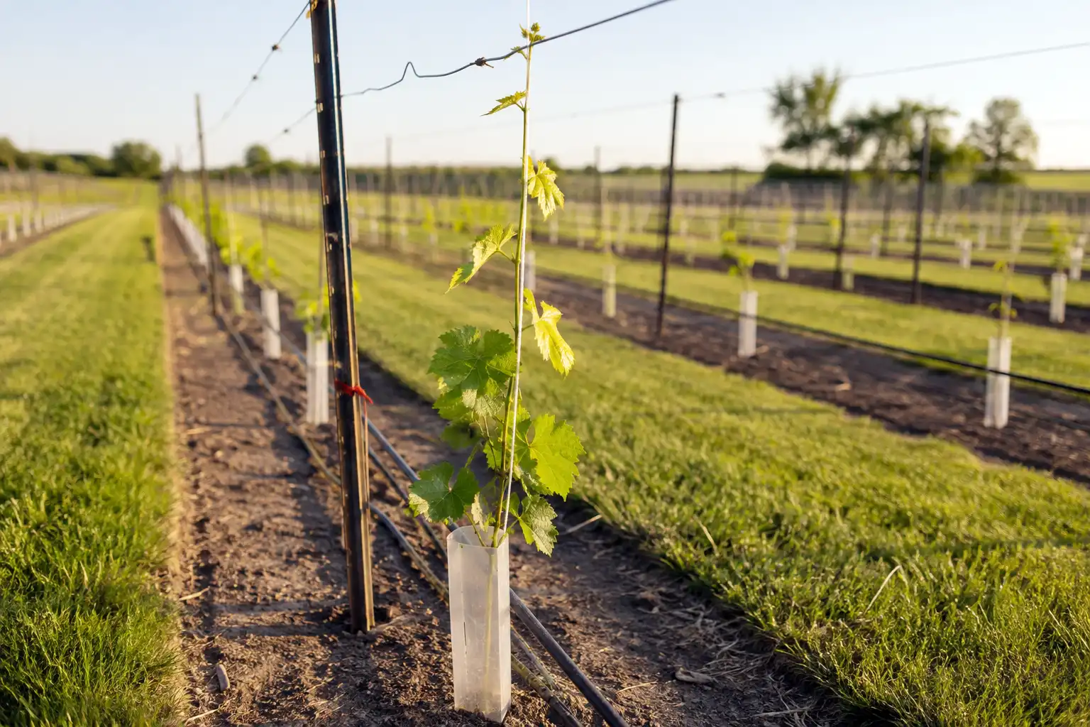 First year grape vine after planting, trained up a string to the trellis wire with a grow tube at the base and a weed free strip beneath the row.