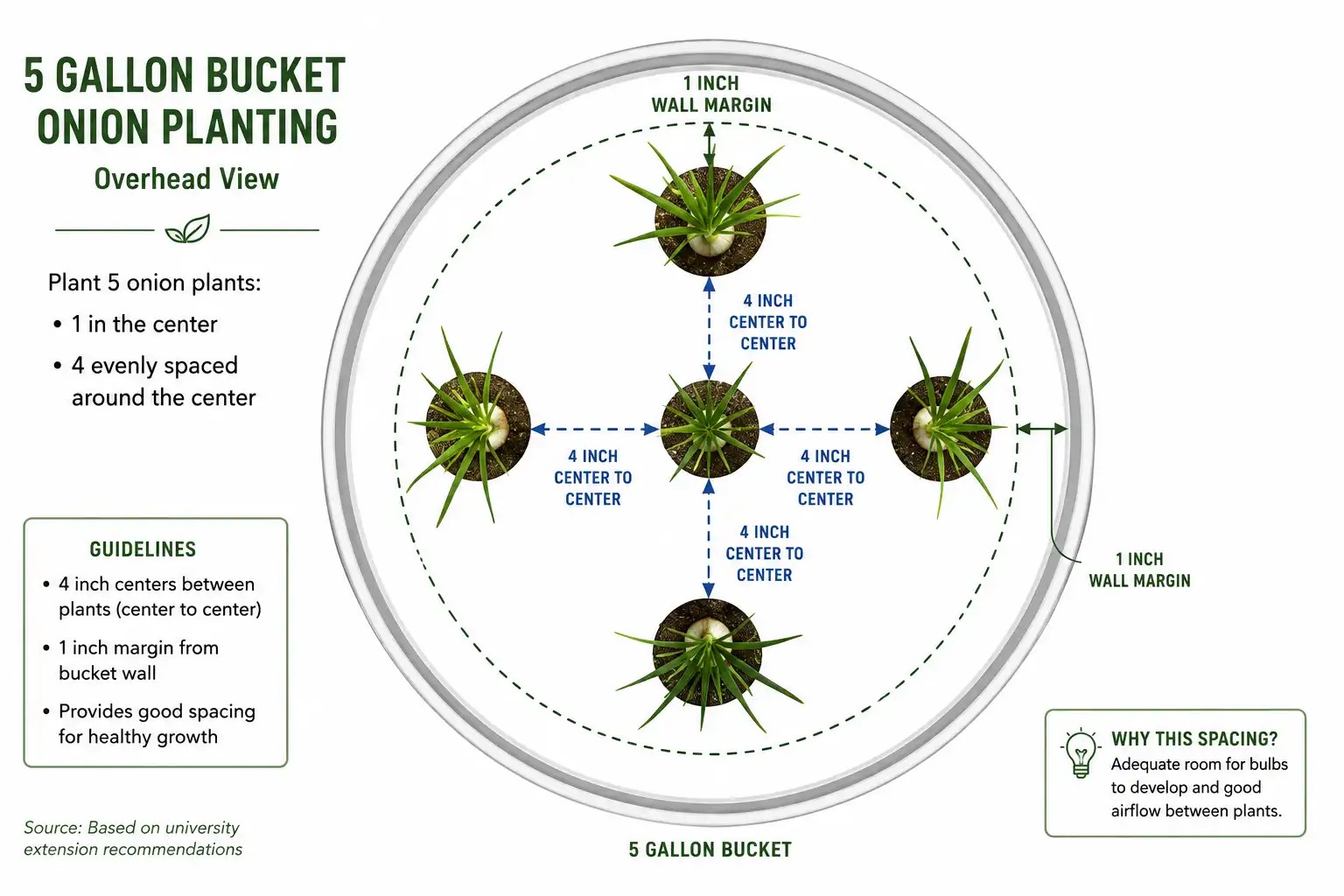 Top down spacing diagram of four inch centers for five onions in a 5 gallon bucket