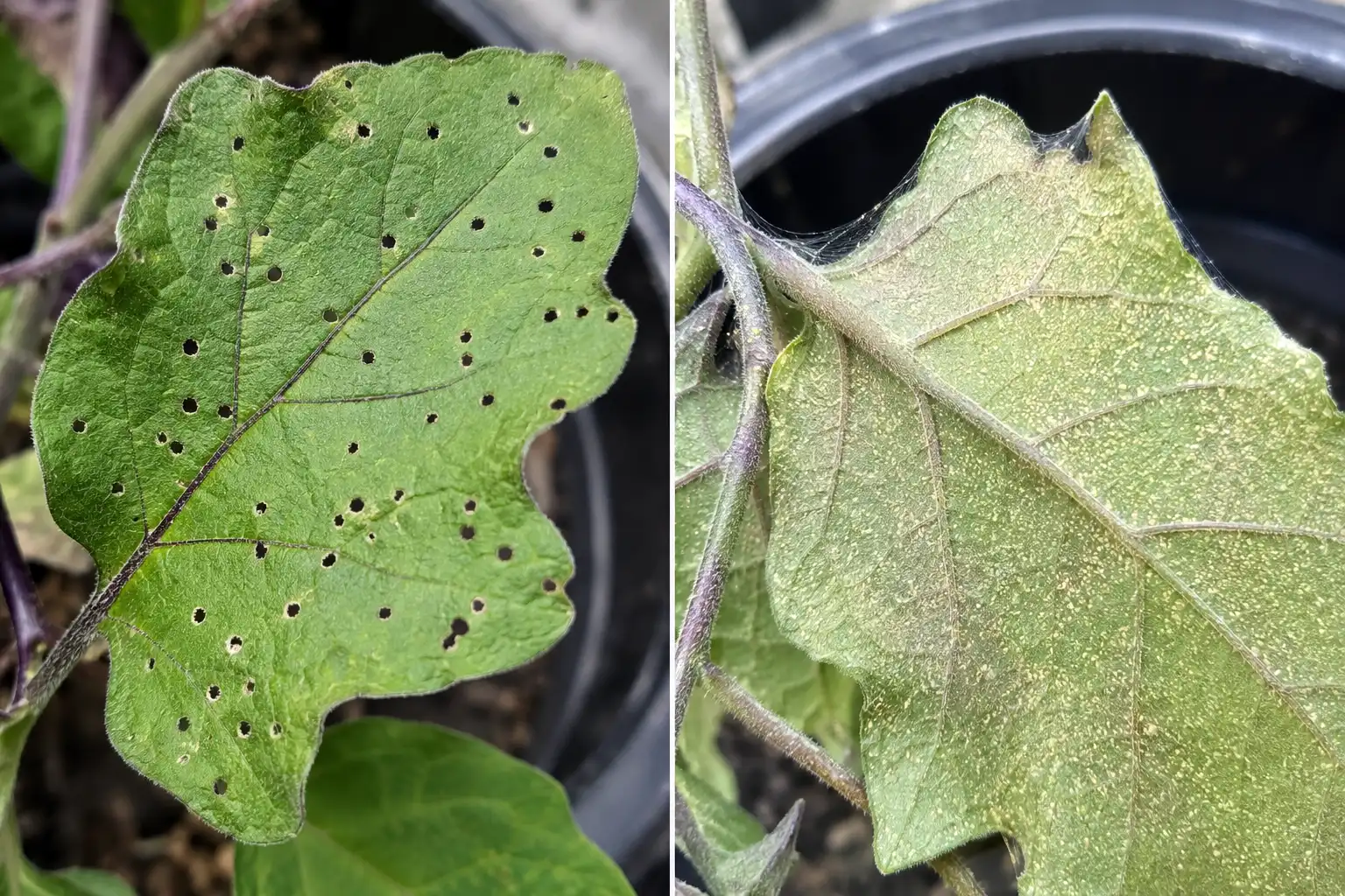 Eggplant foliage showing pinhole flea beetle damage on one leaf and pale spider mite stippling with webbing on another.