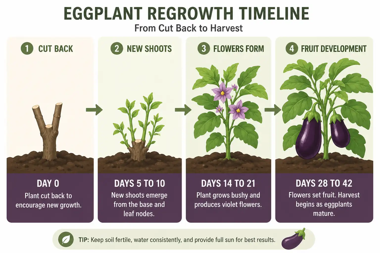 Four stage sequence of an eggplant stub breaking shoots at days 5 to 10, flowering at days 14 to 21, and carrying pickable fruit by days 28 to 42