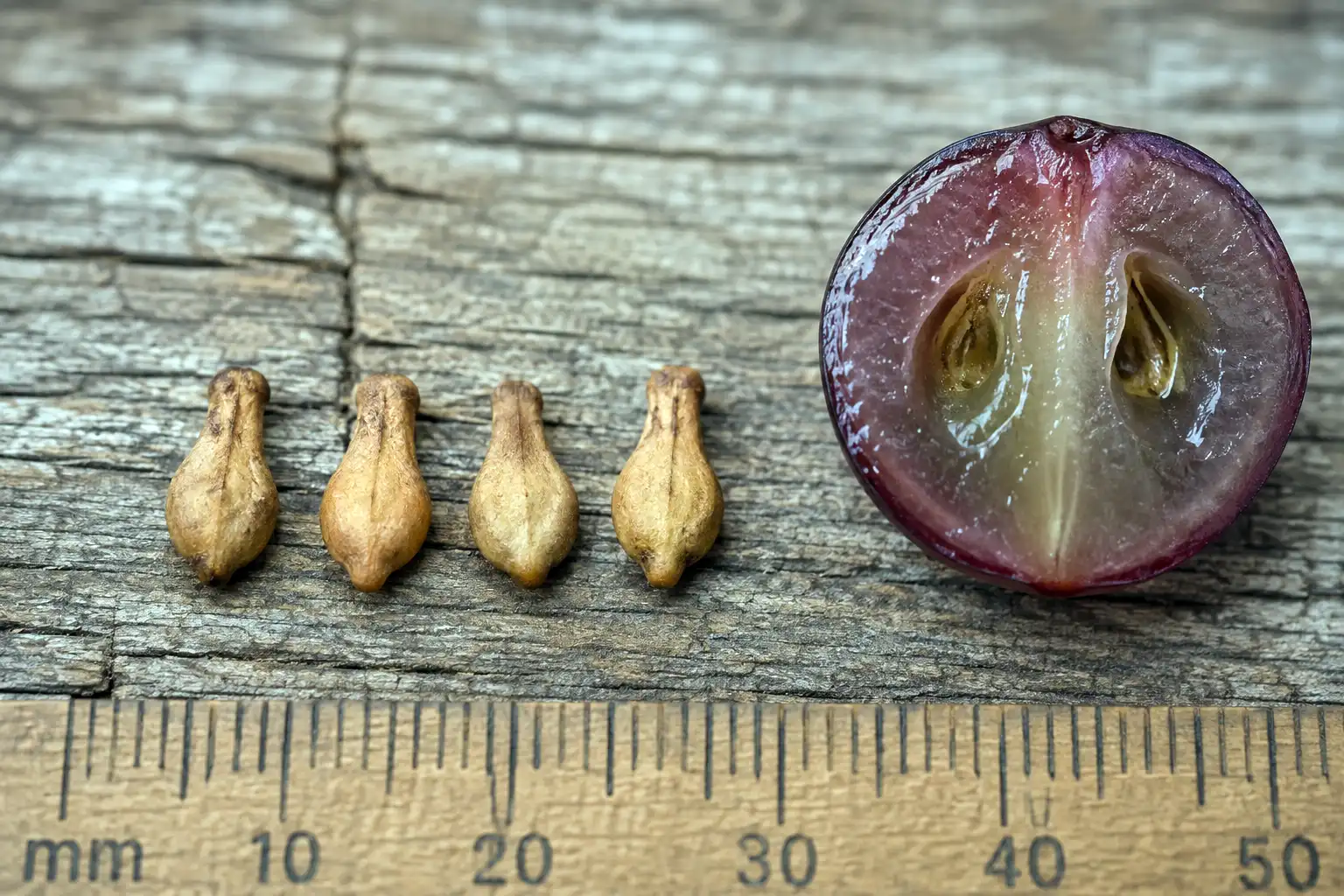 Grape seeds are teardrop shaped with a pointed beak and run about 4 to 8 millimeters long, and a single berry holds one to four of them