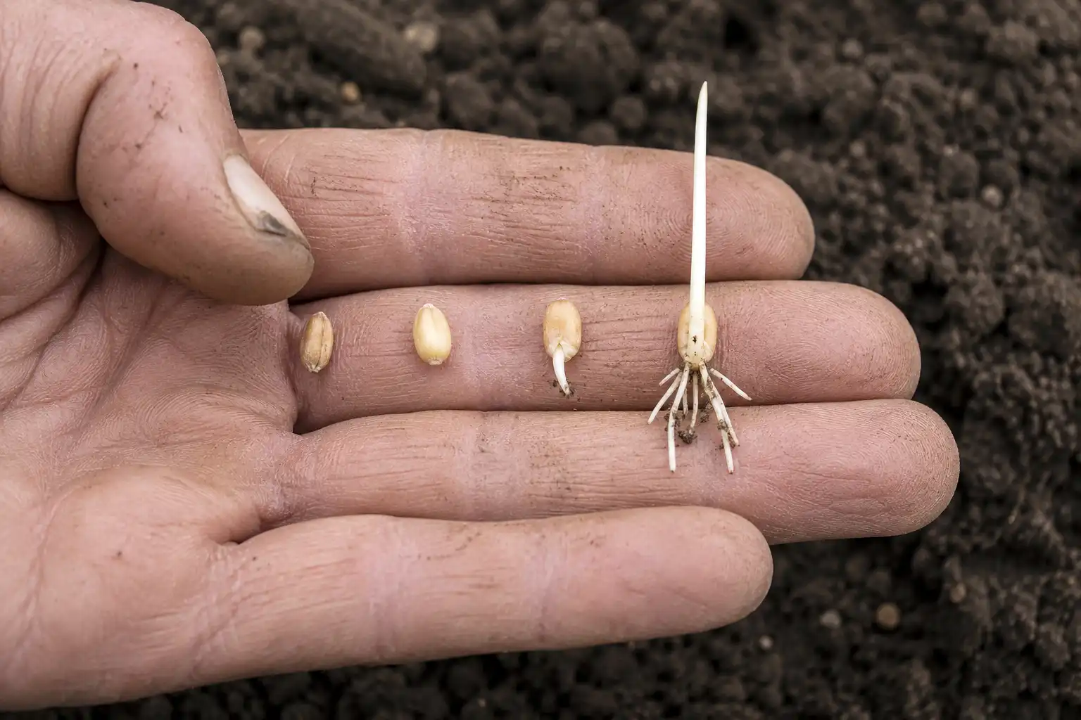 Farmer hand holding wheat seeds at four stages from dry and hard to swollen with radicle and coleoptile