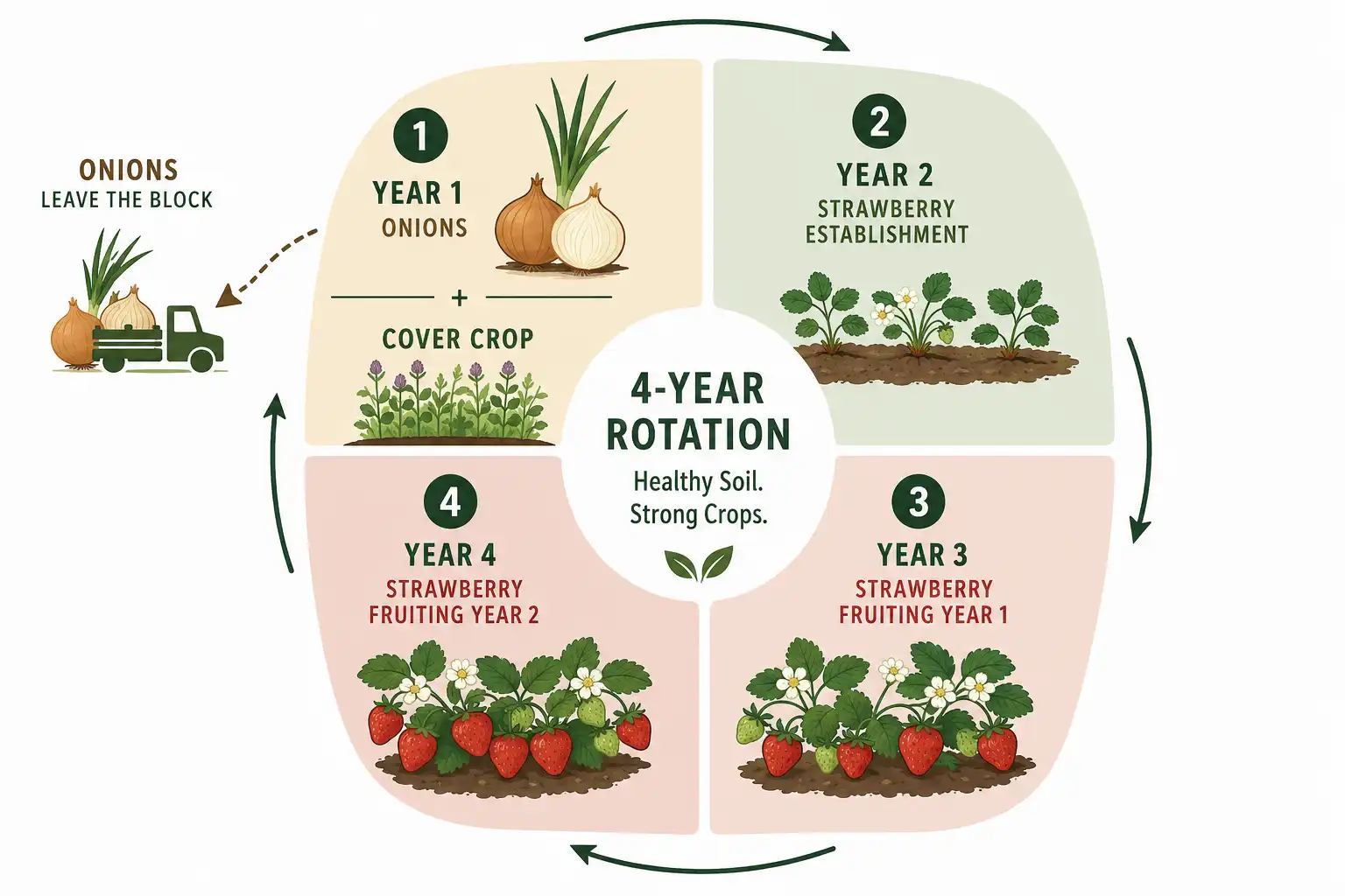 Onions grown the year before strawberries leave clean Verticillium free ground and keep allium soil on a fresh rotation instead of repeating alliums in one bed for four years