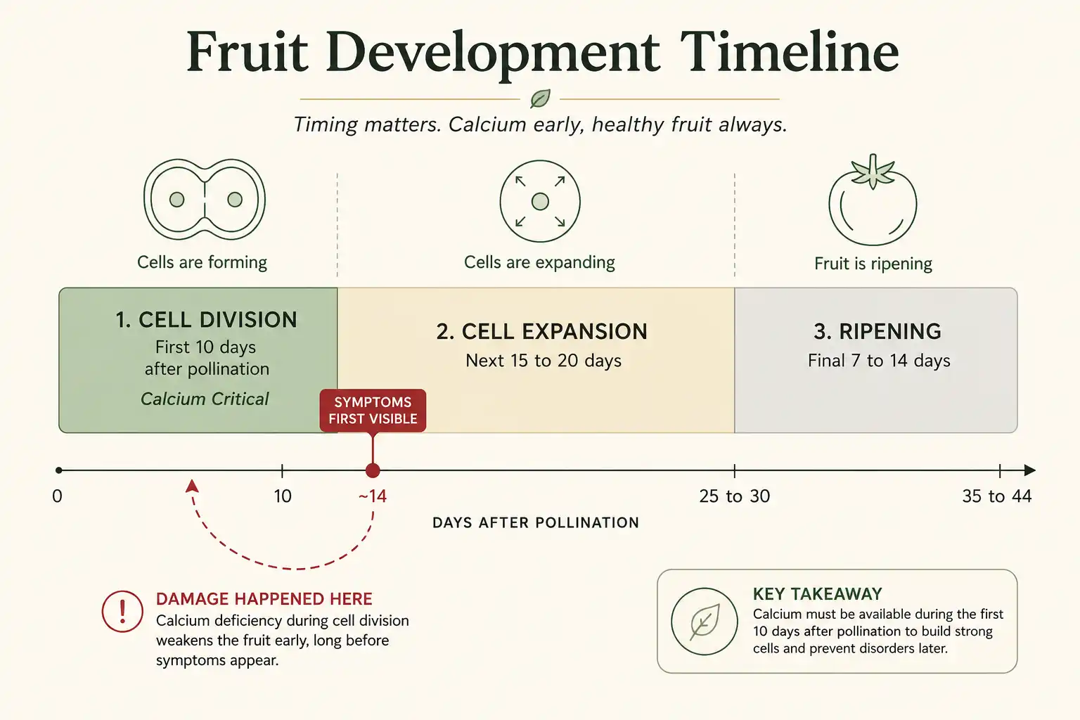 Calcium demand peaks during the first ten days of cell division after pollination, while blossom end rot symptoms only surface about two weeks after that shortage occurred