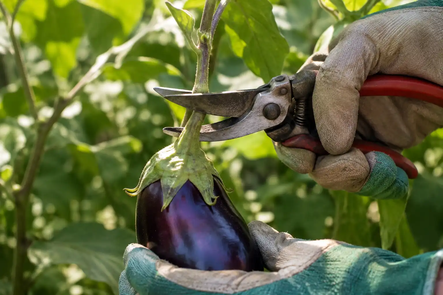 Bypass pruners cutting an eggplant stem an inch above the calyx while a gloved hand supports the fruit, leaving the green cap attached