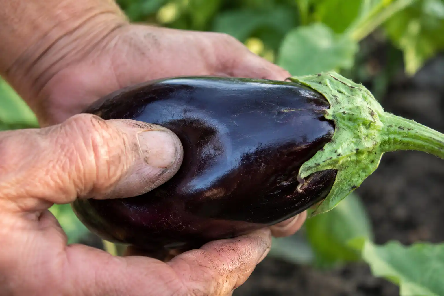 Gardener pressing glossy eggplant skin that dents and springs back, the sign the fruit is at peak harvest maturity.
