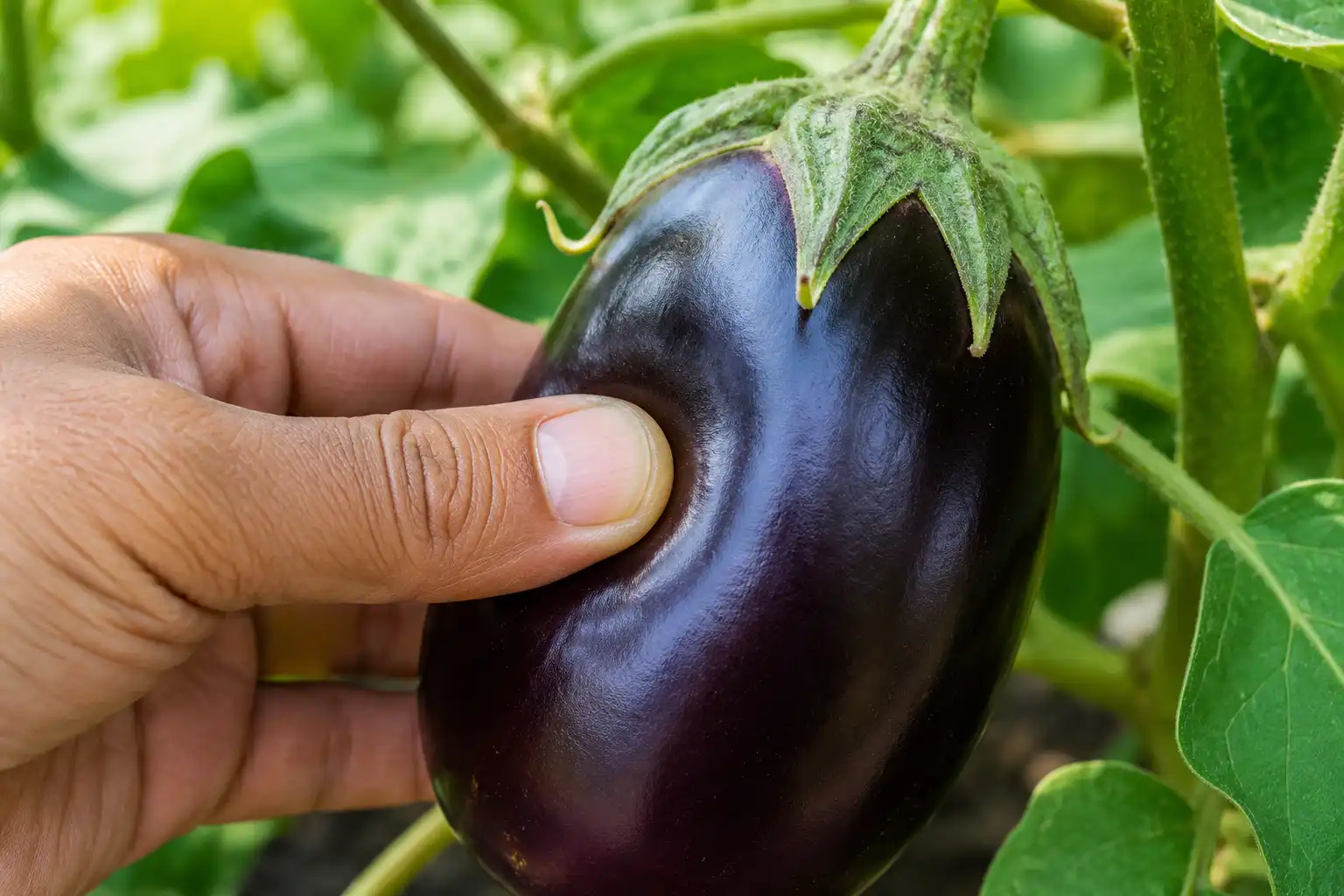Gardener pressing a glossy purple eggplant leaves a shallow dent, the sign the fruit is at picking stage.