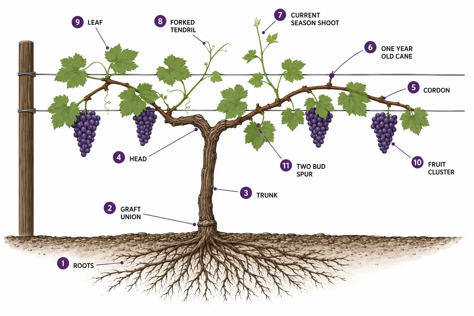 Labeled grapevine anatomy diagram of what grapes grow on, from trunk and cordon to tendrils and fruit clusters