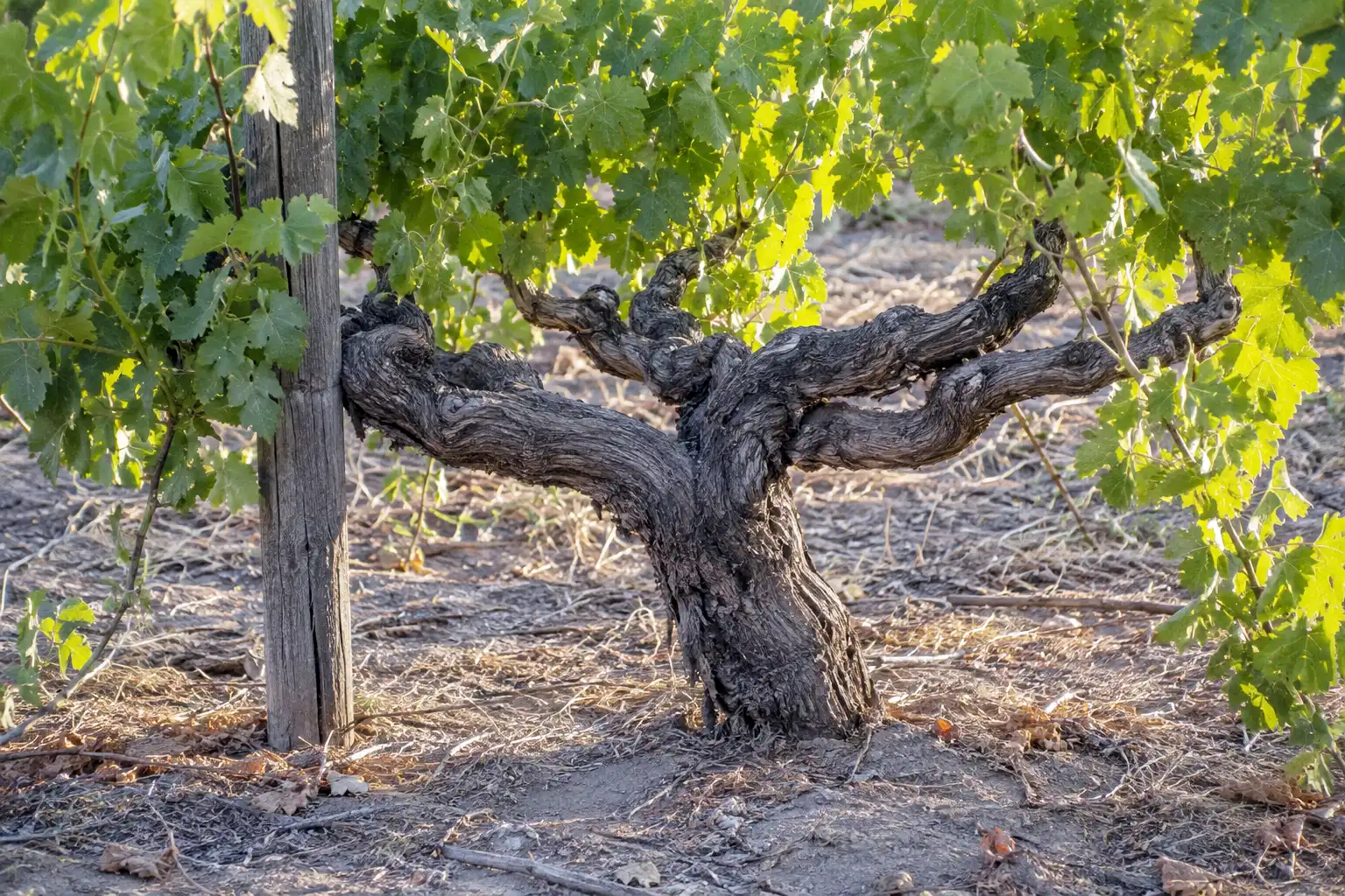 Head trained bush grapevine with a short thick trunk that resembles a tree but is still a woody vine
