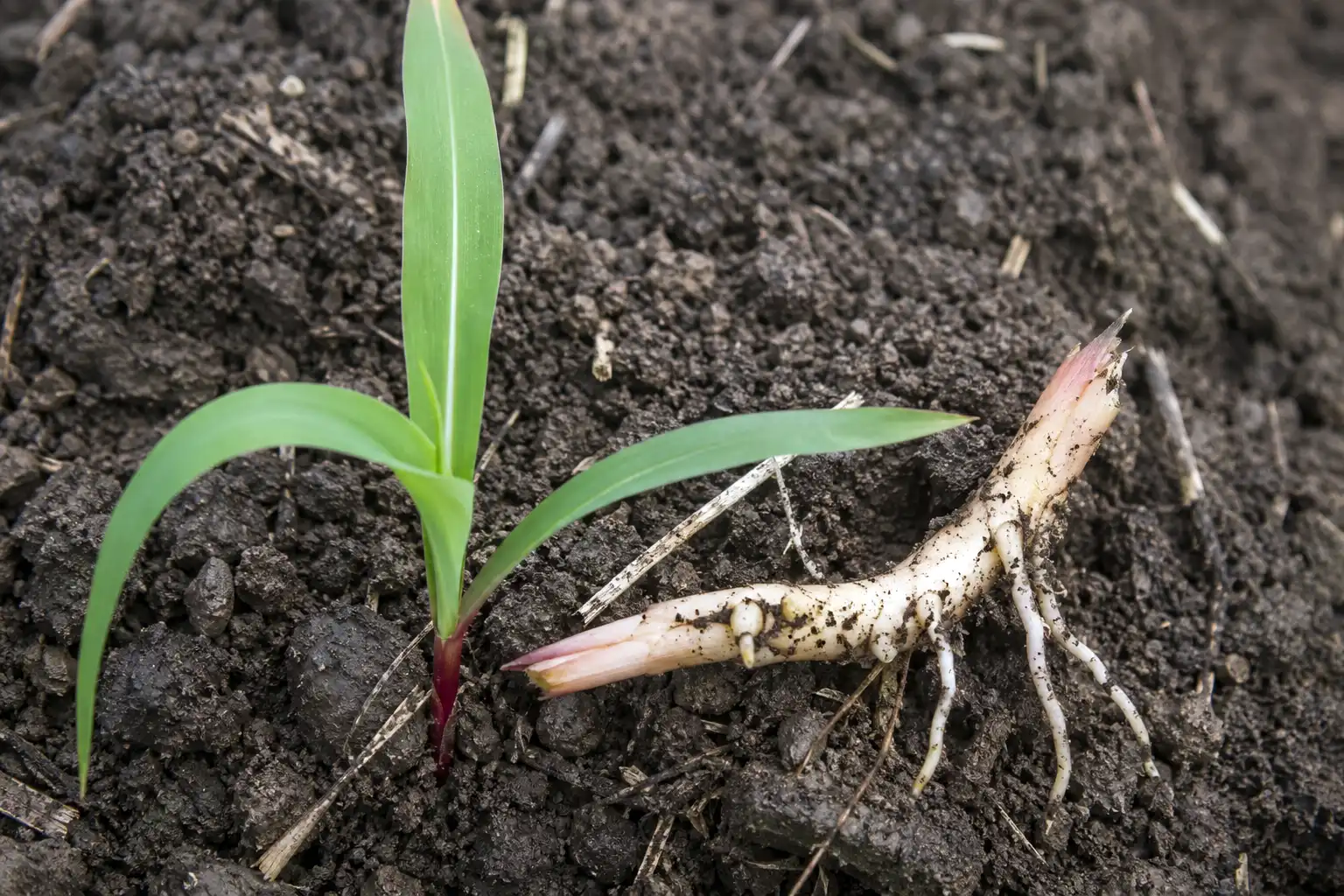 Johnsongrass is the weed that copies young corn, recognized by the white midvein on each leaf and the rhizomes at its base.
