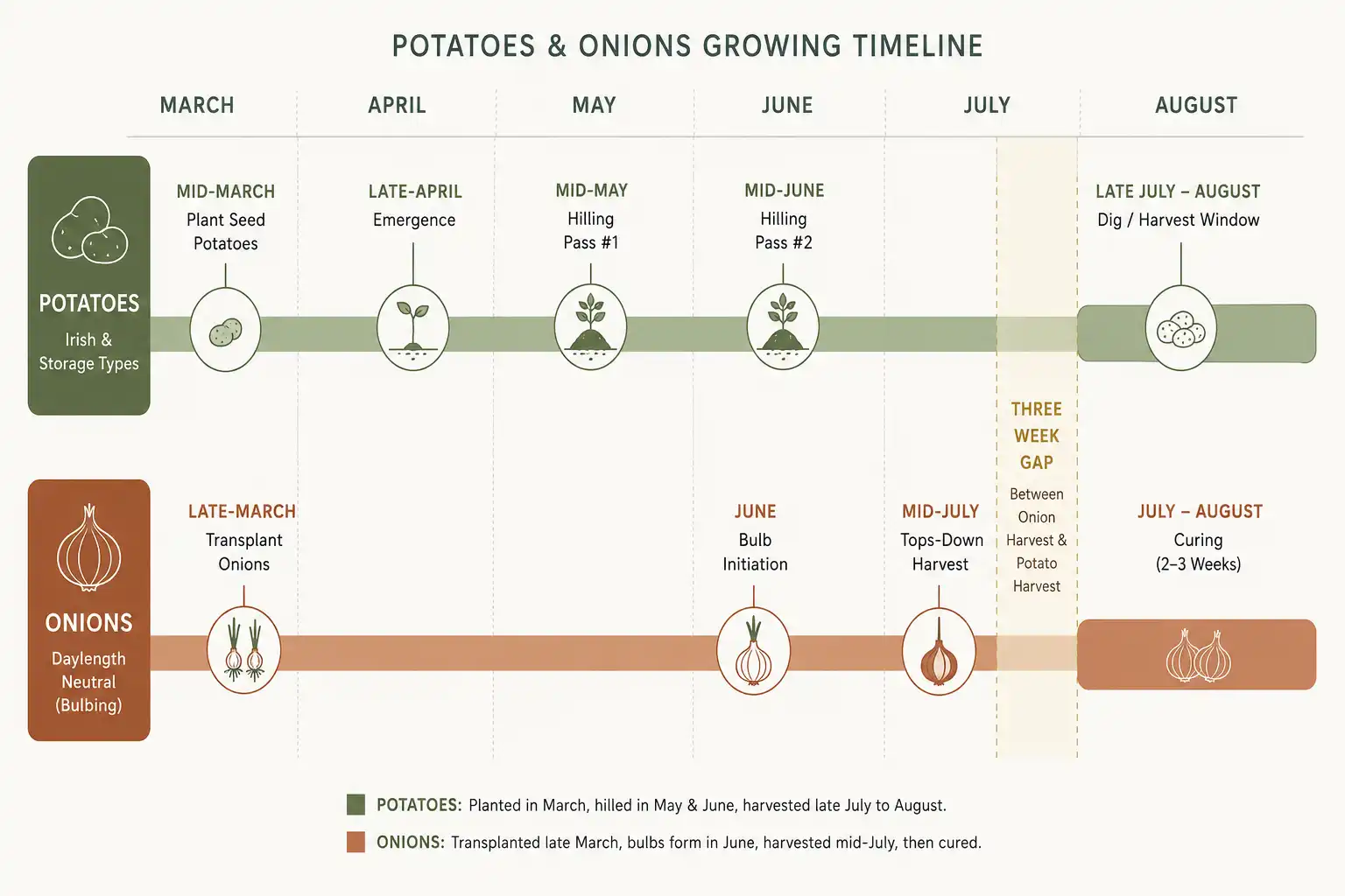 Season timeline of potatoes planted mid March and dug late July to August, while onions go in late March and come up mid July, leaving about three weeks between the two harvests