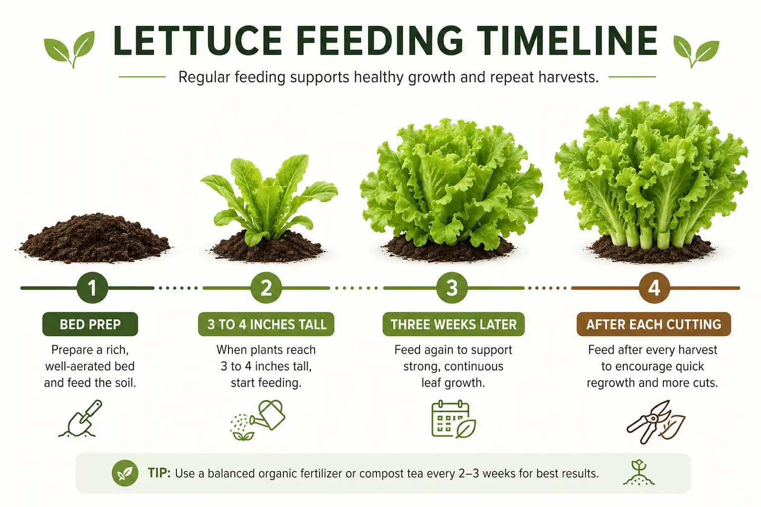 Timeline of four lettuce feeding points, starting with compost at bed prep, a nitrogen sidedress at 3 to 4 inches tall, a light repeat three weeks later, and a small feed after each cutting