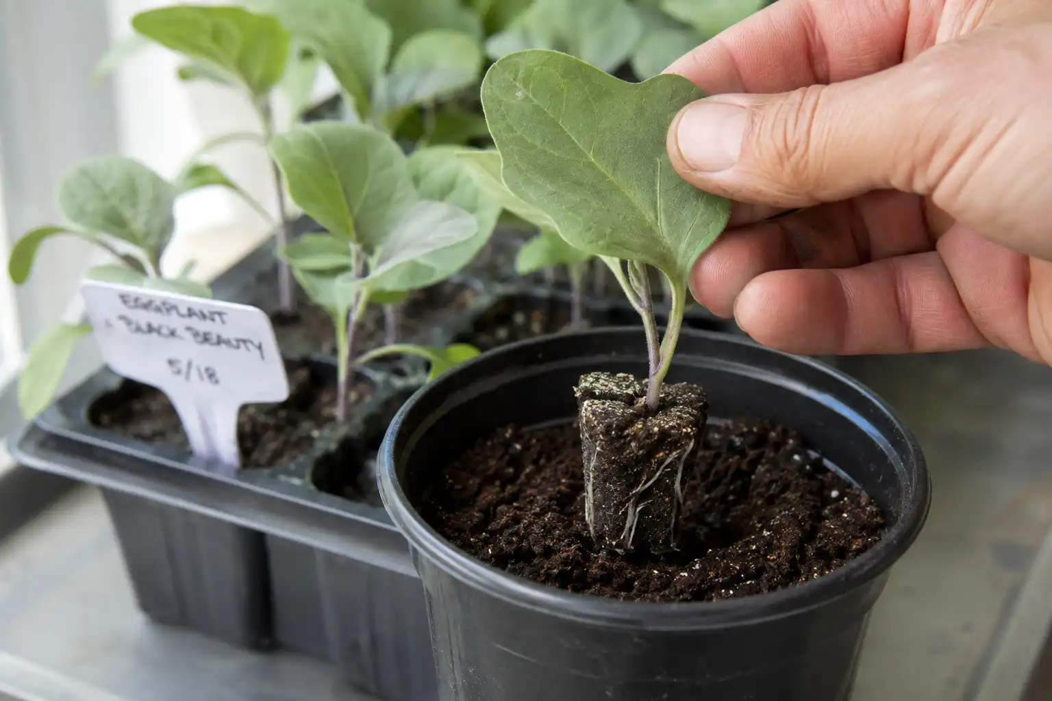 Farmer holding an eggplant seedling by the leaf while potting it up into a three inch nursery pot at the same depth