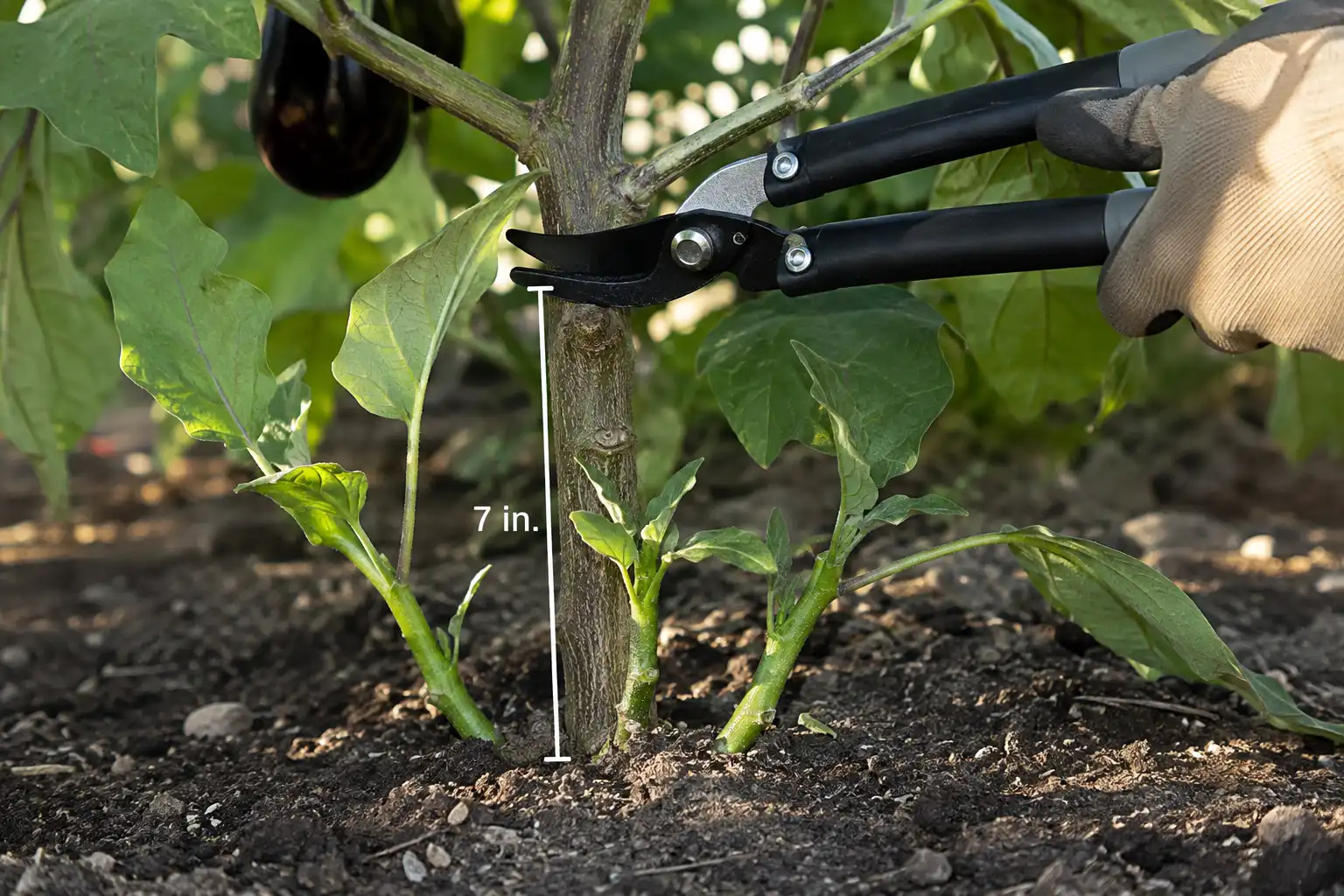 Bypass loppers cutting an eggplant stem seven inches above the soil just above a leaf node, with three leafy axils left on the stub