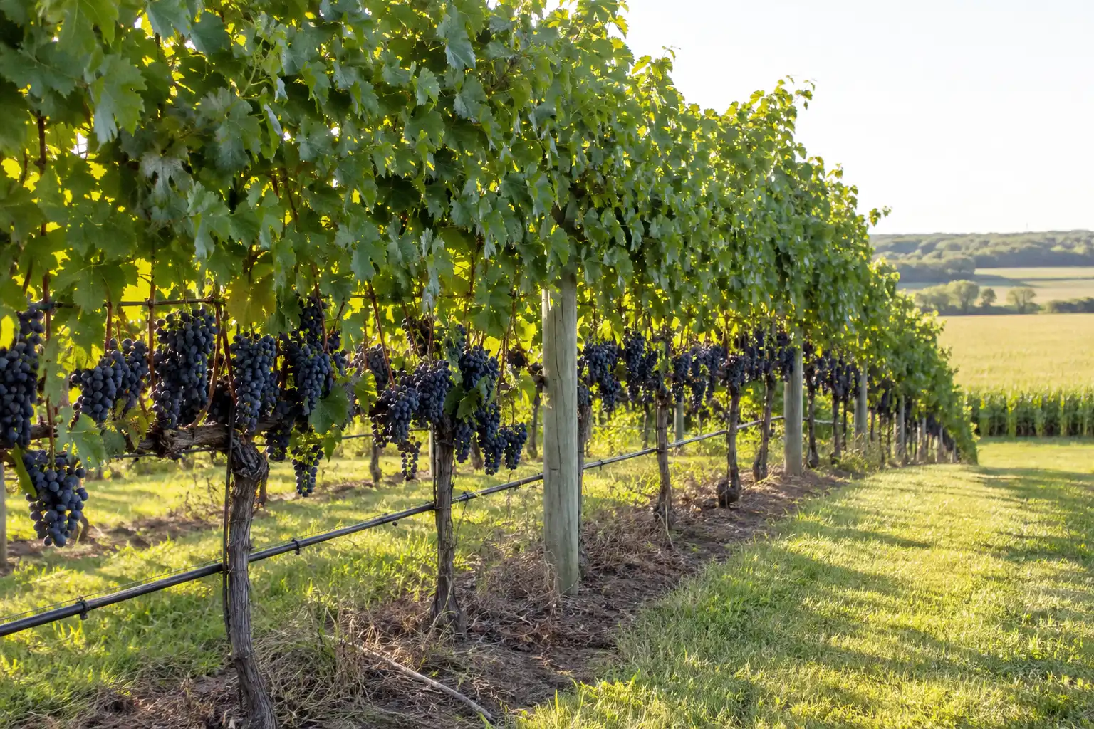 Mars is a blue seedless table grape that ripens reliably on a high cordon trellis through northeast Kansas winters and summer disease pressure