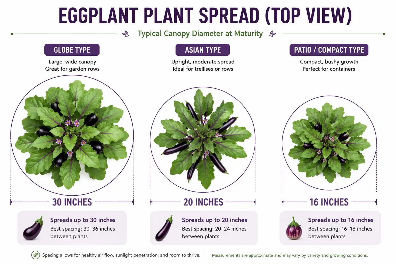 Top down comparison showing globe eggplant spreading 30 inches, Asian long types 20 inches, and compact patio types 16 inches