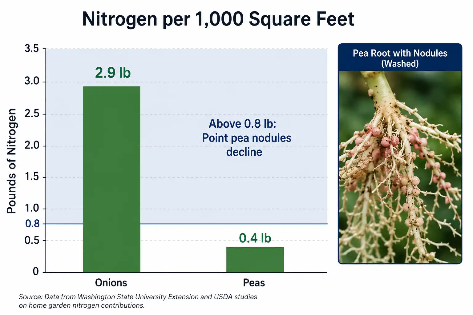 Onions need roughly three pounds of nitrogen per thousand square feet while peas need under half a pound, and pea nodules begin shutting down above about eight tenths of a pound.