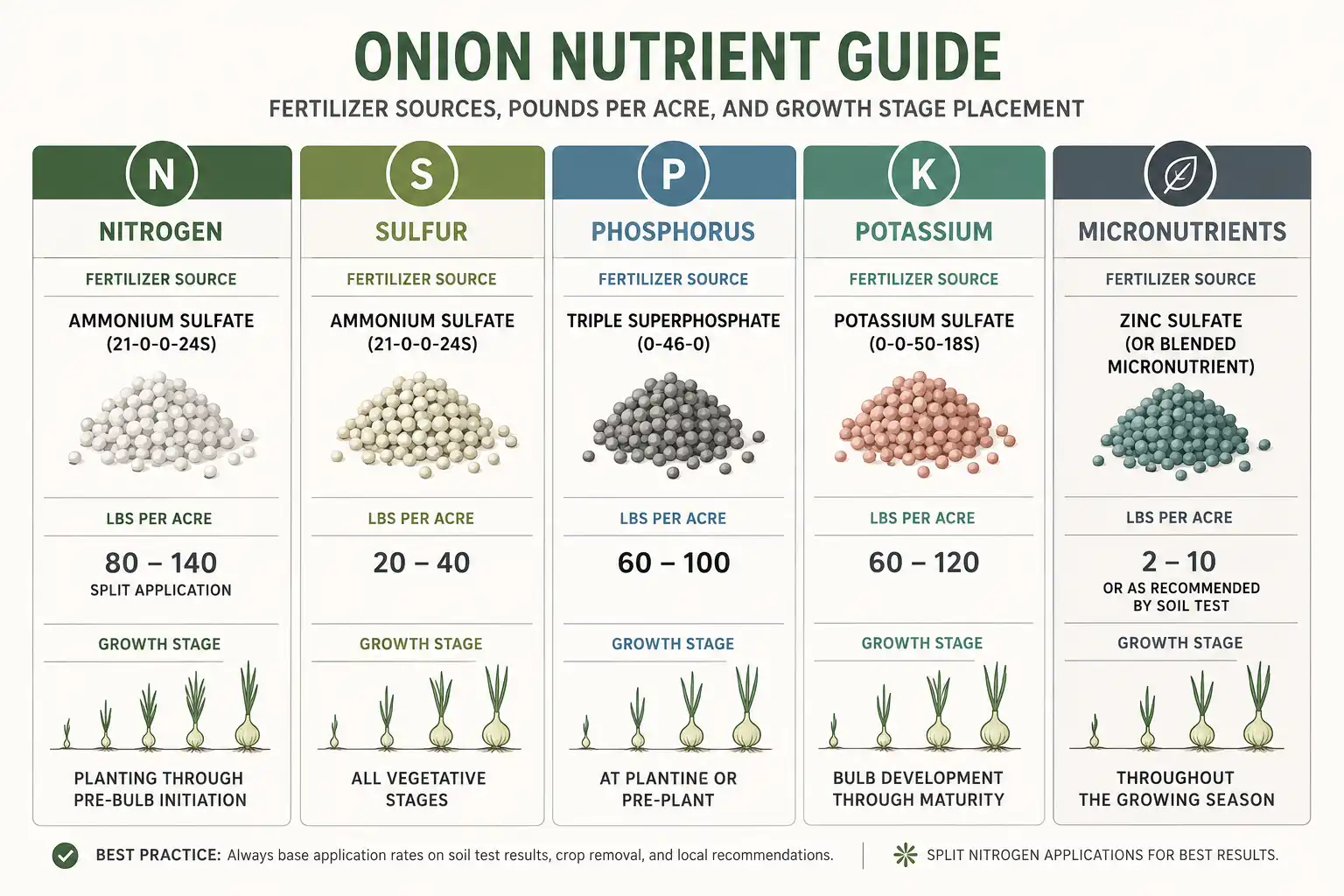 Nitrogen and sulfur matter most for onions, phosphorus goes in banded before planting, potassium follows the soil test, and zinc or boron only after tissue testing confirms a shortage.