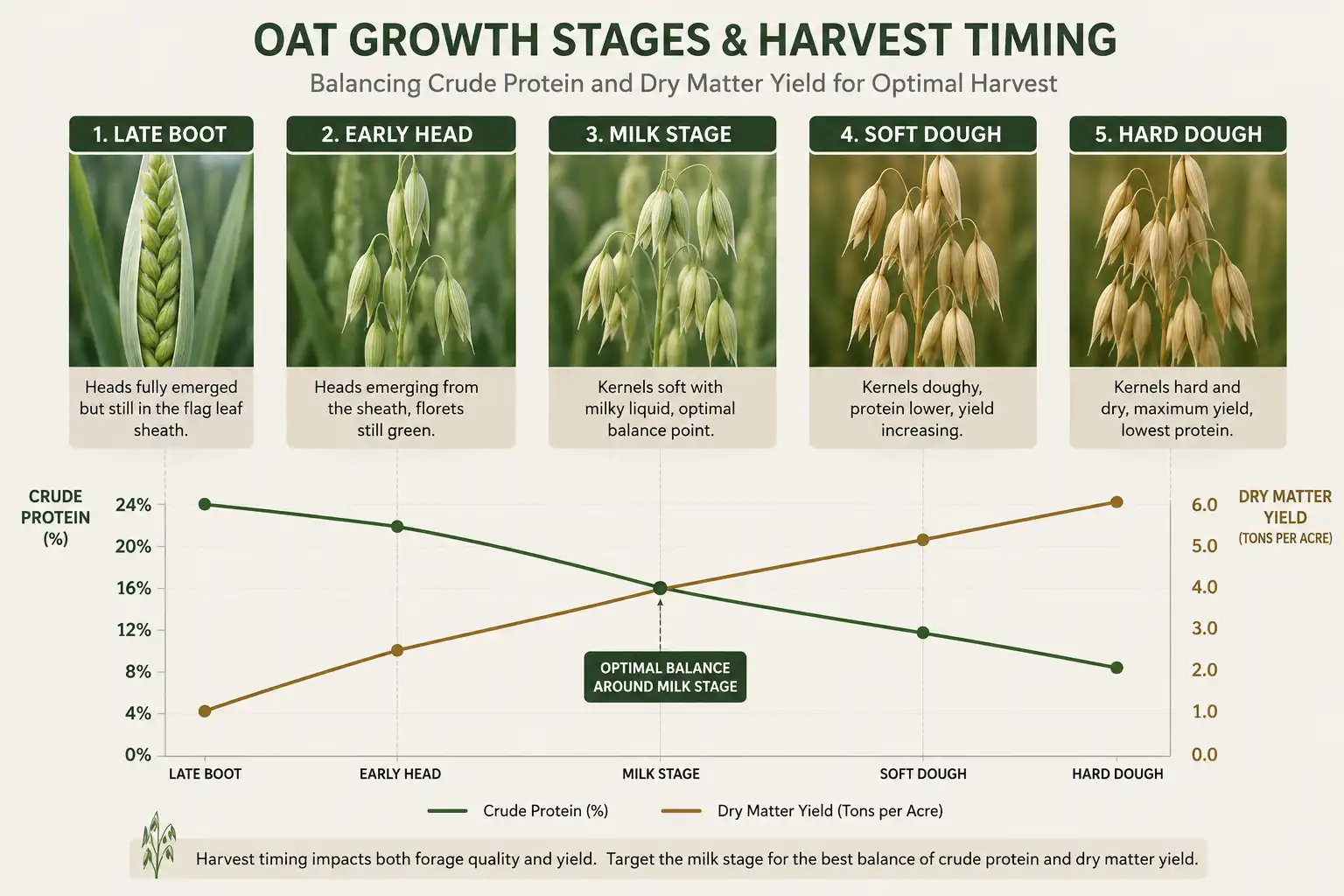 Oat forage protein falls from roughly 18 percent at late boot to near 10 percent at soft dough, while dry matter yield climbs from 1.5 tons to 4 tons per acre.