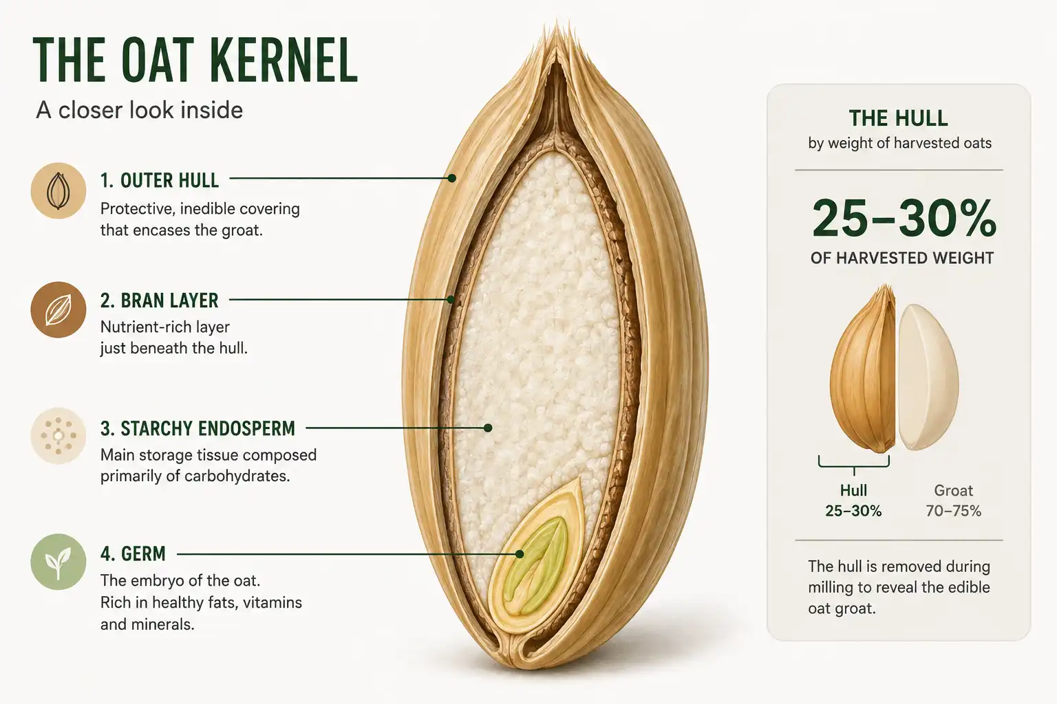 An oat kernel is built from an outer hull plus a groat holding bran, endosperm, and germ, with the hull making up about a quarter to a third of harvested weight