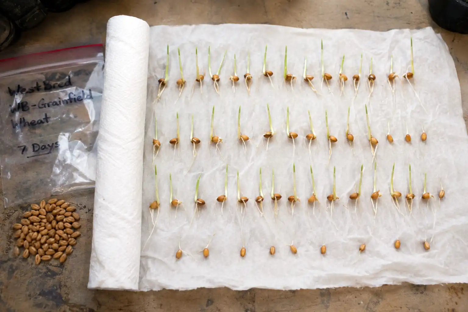 A rag doll test gives germination percentage by counting how many of one hundred wheat seeds produce both a root and a shoot within seven days