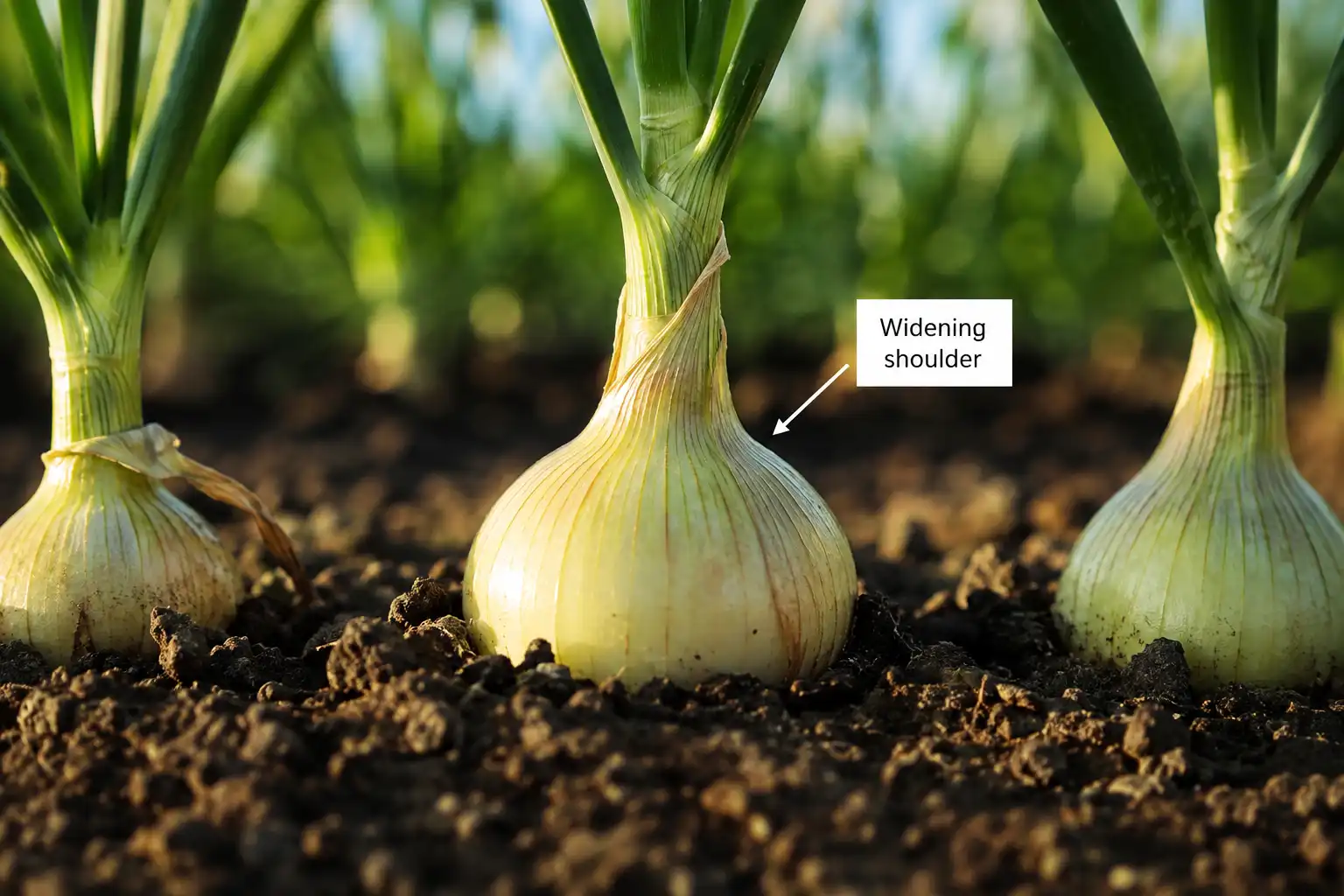 An onion bulb widening past its neck with shoulders lifting above the soil, the visual cue that nitrogen feeding should end.