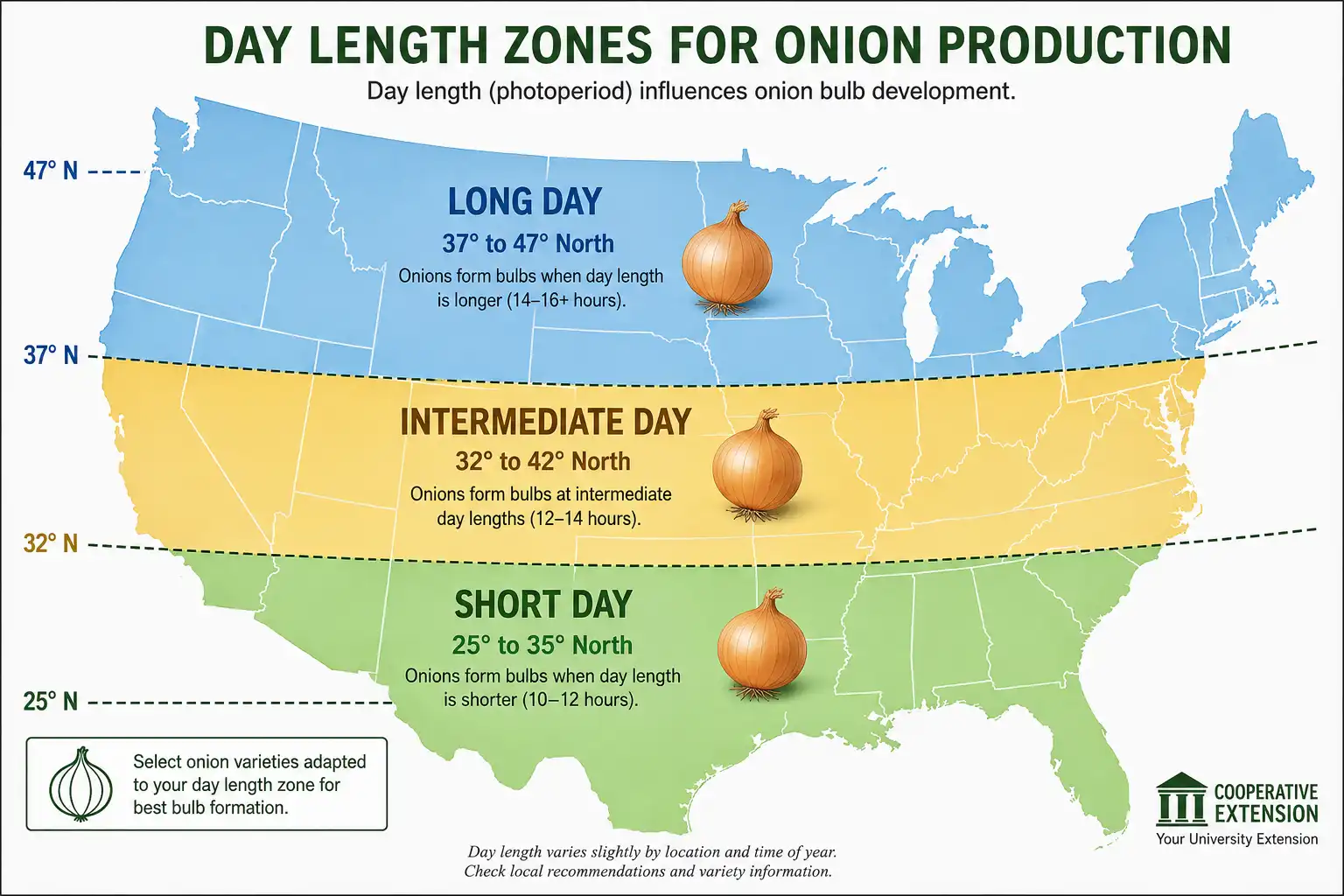 United States map of which onion day length type to plant by latitude for bucket growing