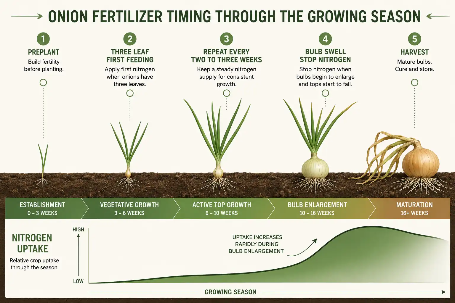 Season timeline showing preplant fertilizer, a first feeding at three leaves, repeat feedings every two to three weeks, and nitrogen stopping when bulbs swell.