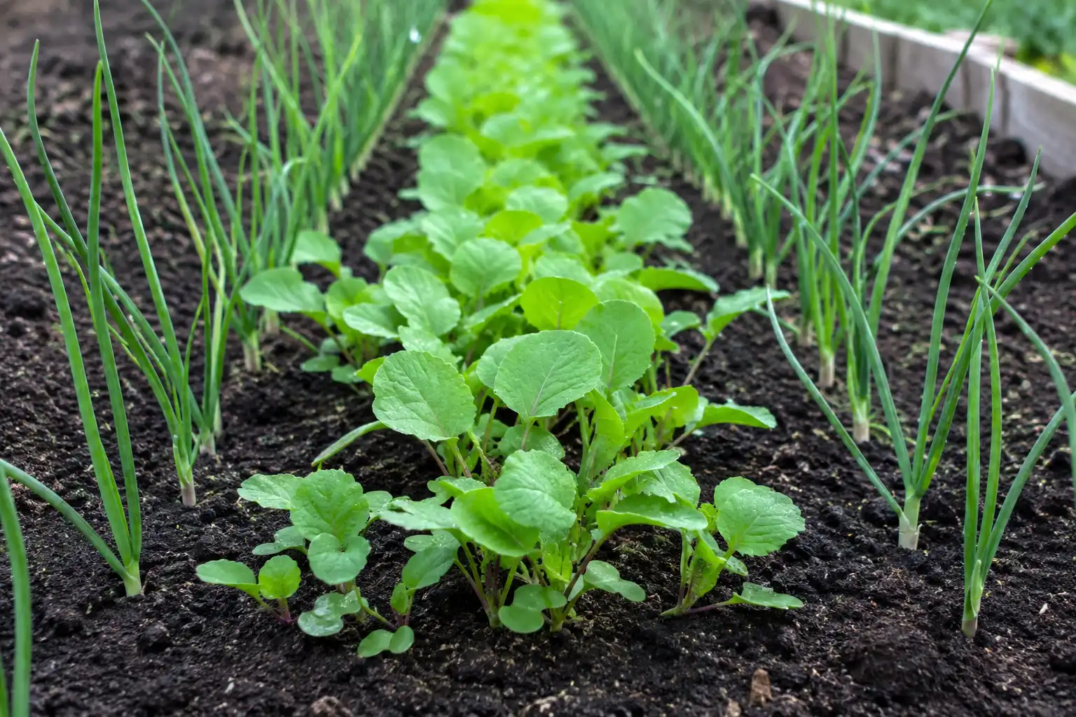 Turnips fill the row middles fast while onion transplants grow slowly, so the two crops occupy the bed at different speeds