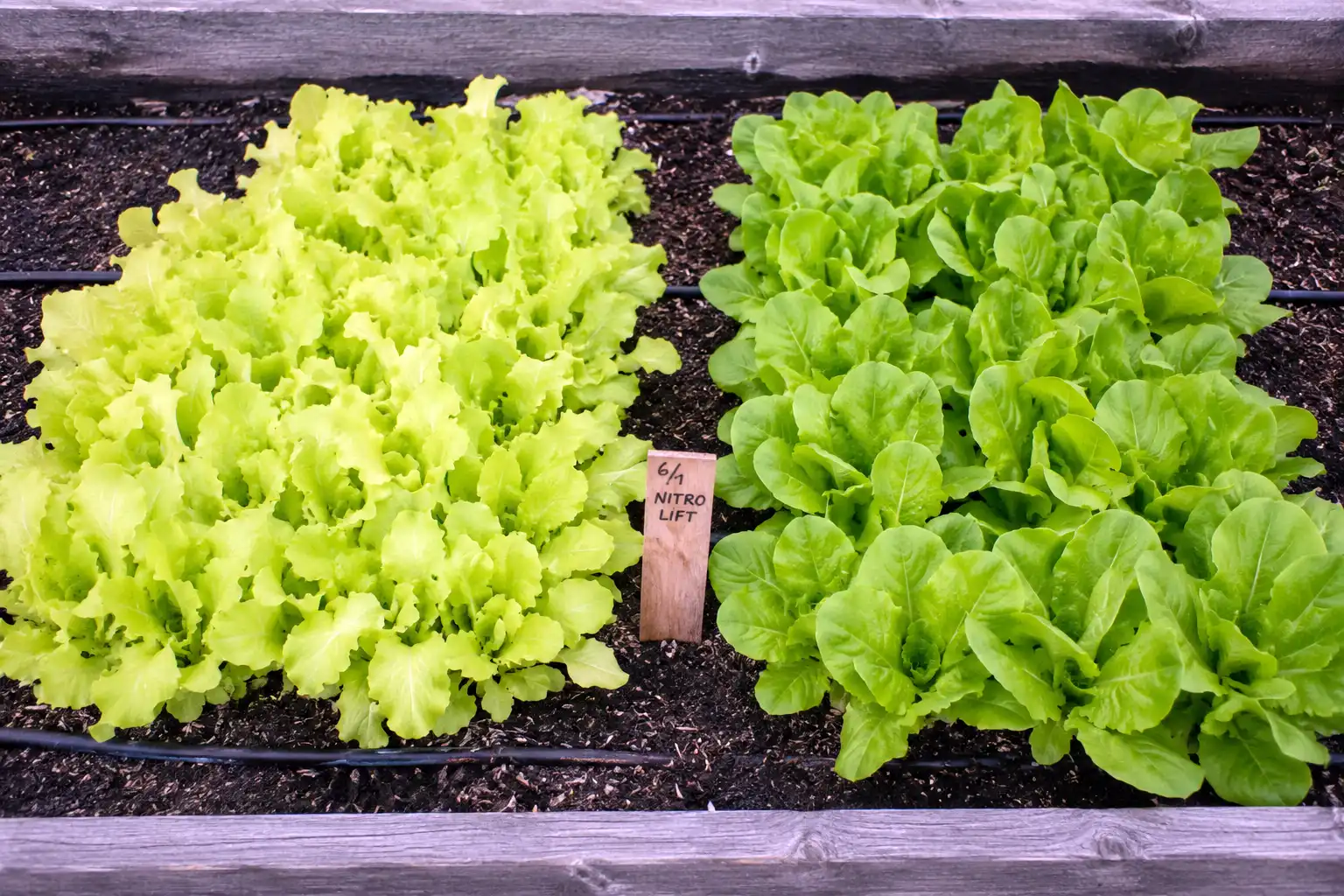 Leafy greens show the strongest response to a 5 percent nitrogen liquid feed, turning from pale yellow-green to deep green within one to two weeks of a soil drench