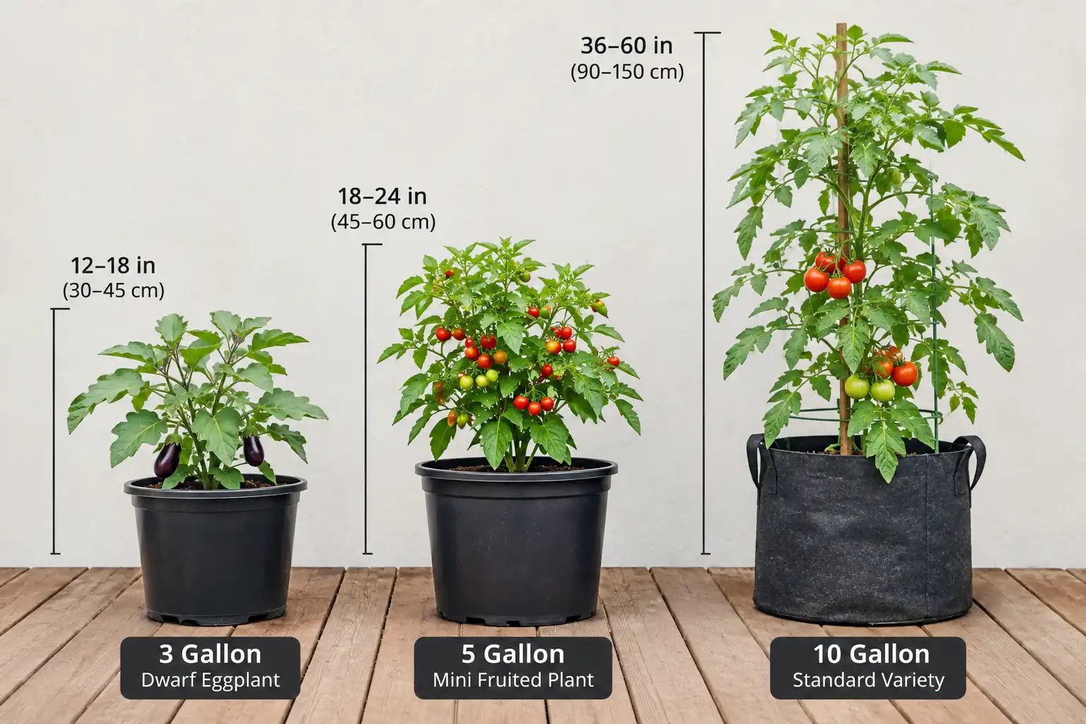 Three containers side by side showing 3 gallons for dwarf eggplant, 5 gallons for mini fruited types, and 10 gallons for standard varieties.