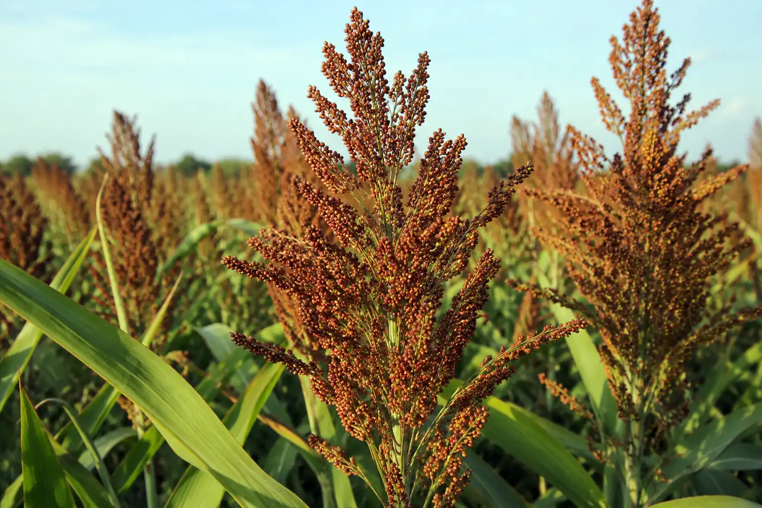Grain sorghum carries an open branching panicle at the top of the stalk instead of a husked ear like corn.