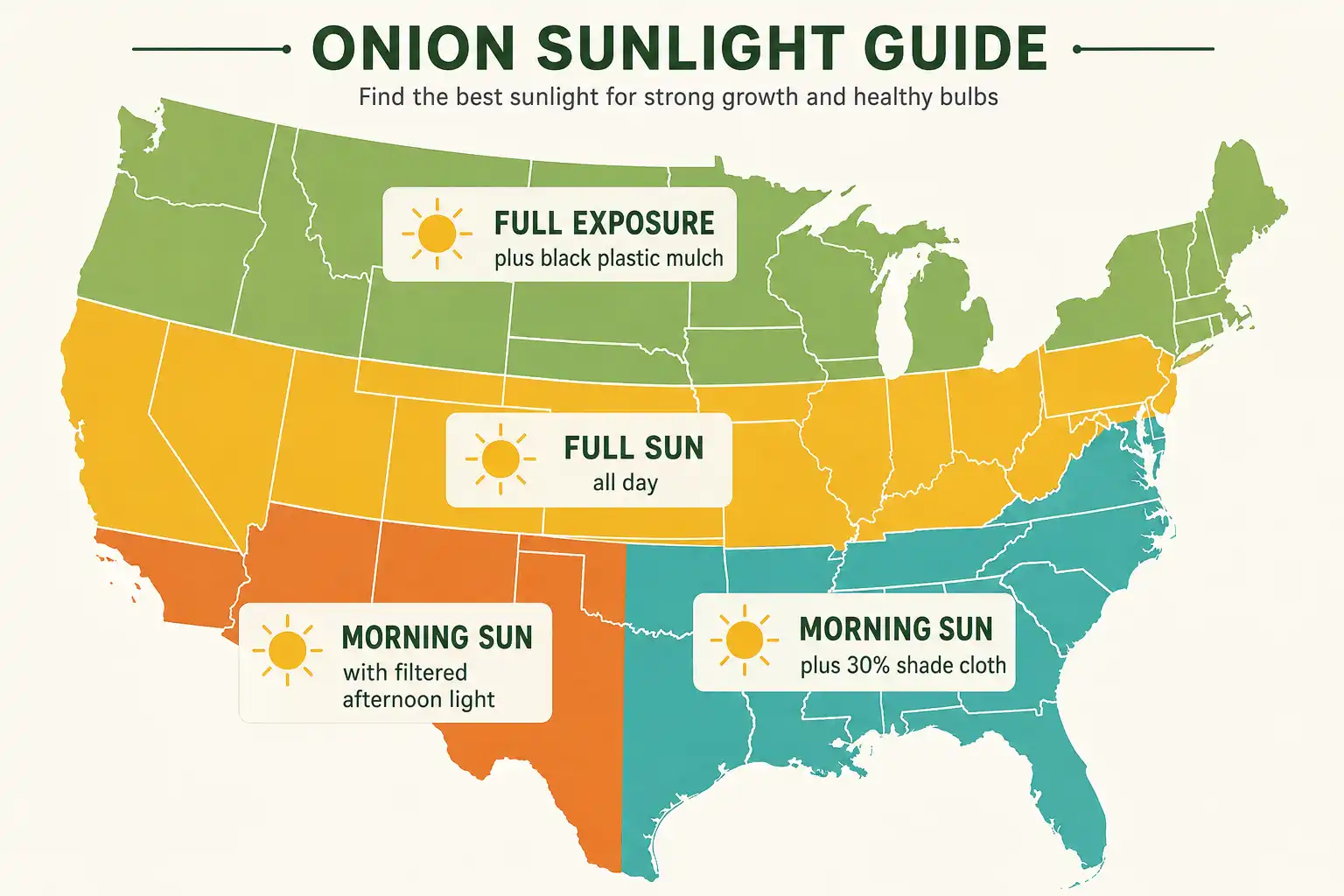 Map of the United States of four regional sun strategies for eggplant, from full exposure in the north to filtered afternoon light in the Southwest
