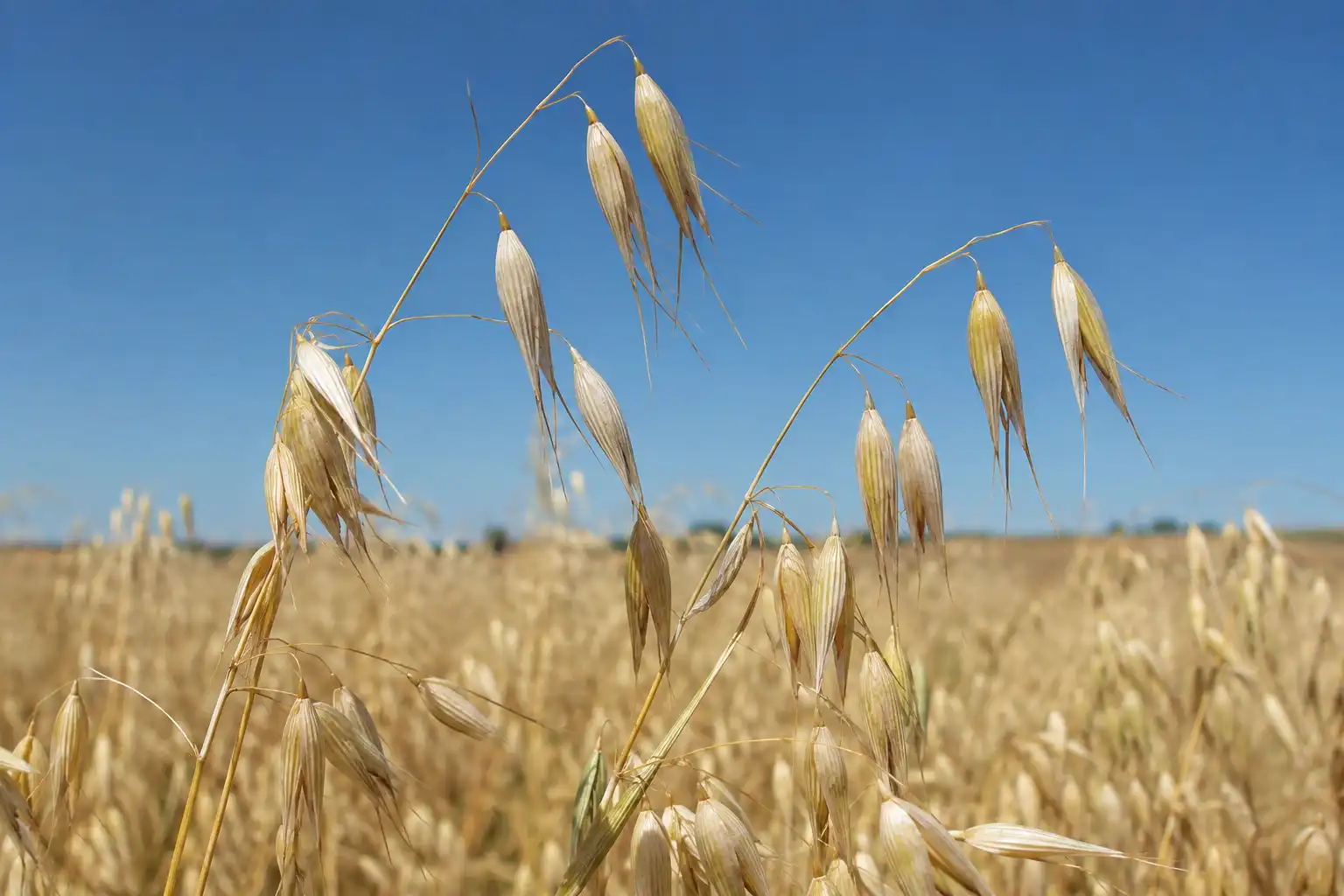Oats are a cool-season cereal grass carrying an open branching panicle with dangling spikelets, unlike the tight spike found on wheat and barley