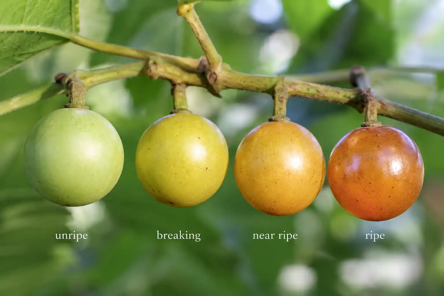 Four stage photo sequence of when scuppernong grapes are ready to pick as berries turn from green to gold to amber