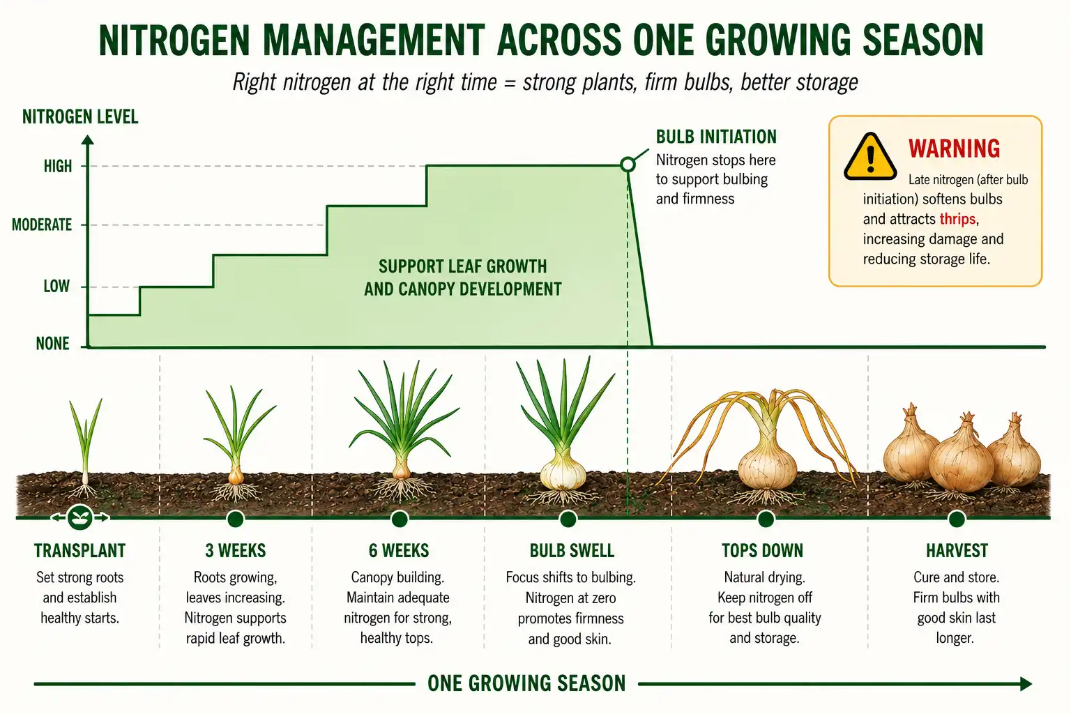 Sweet onions take a starter feed at transplant and light nitrogen every two to three weeks through leaf growth, then nitrogen stops the moment bulbs begin to swell so bulbs firm up and cure clean