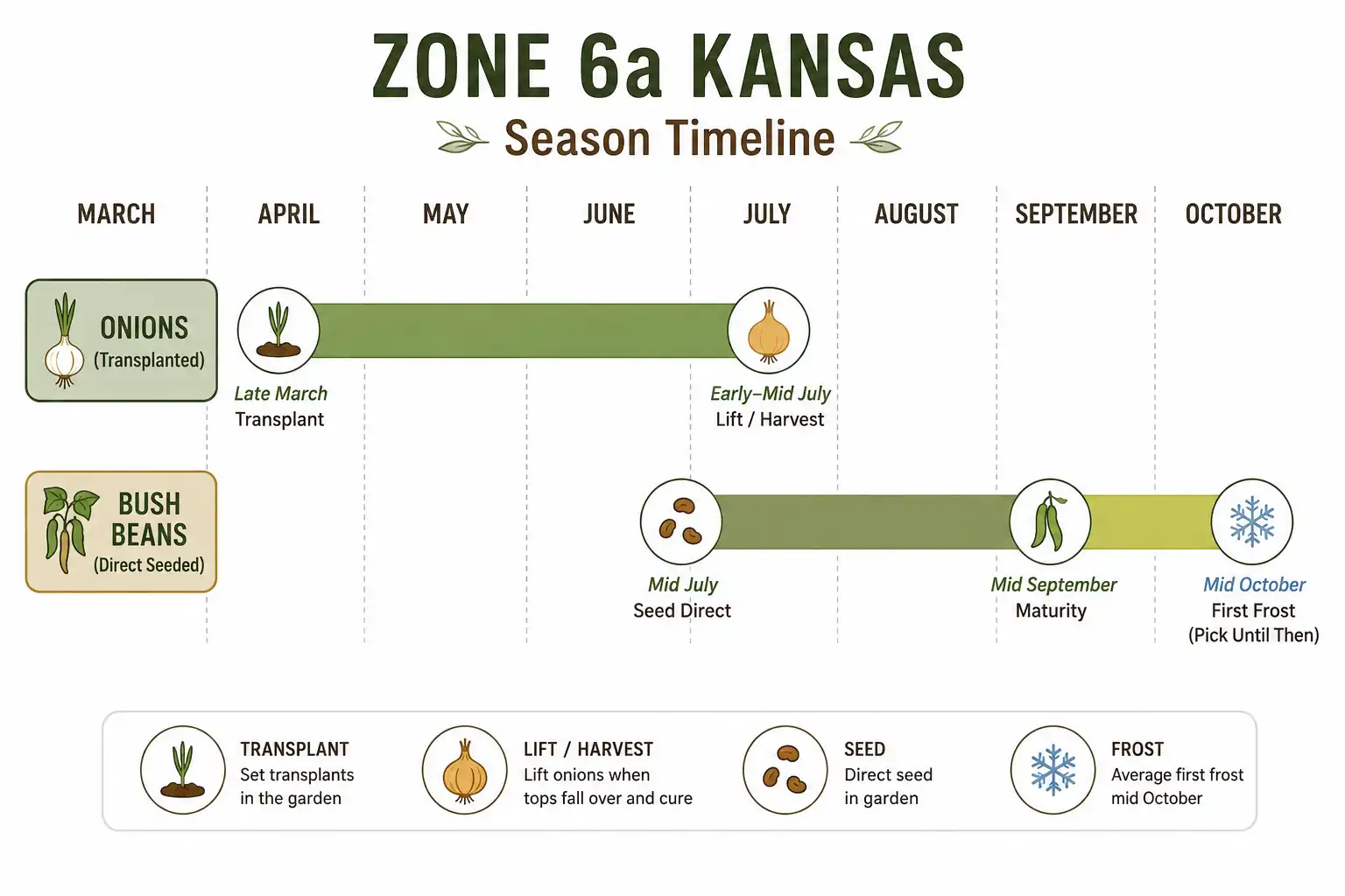 Onions hold the bed from a late March transplant to a July lift, then bush beans seeded in mid July mature by mid September and pick until mid October frost