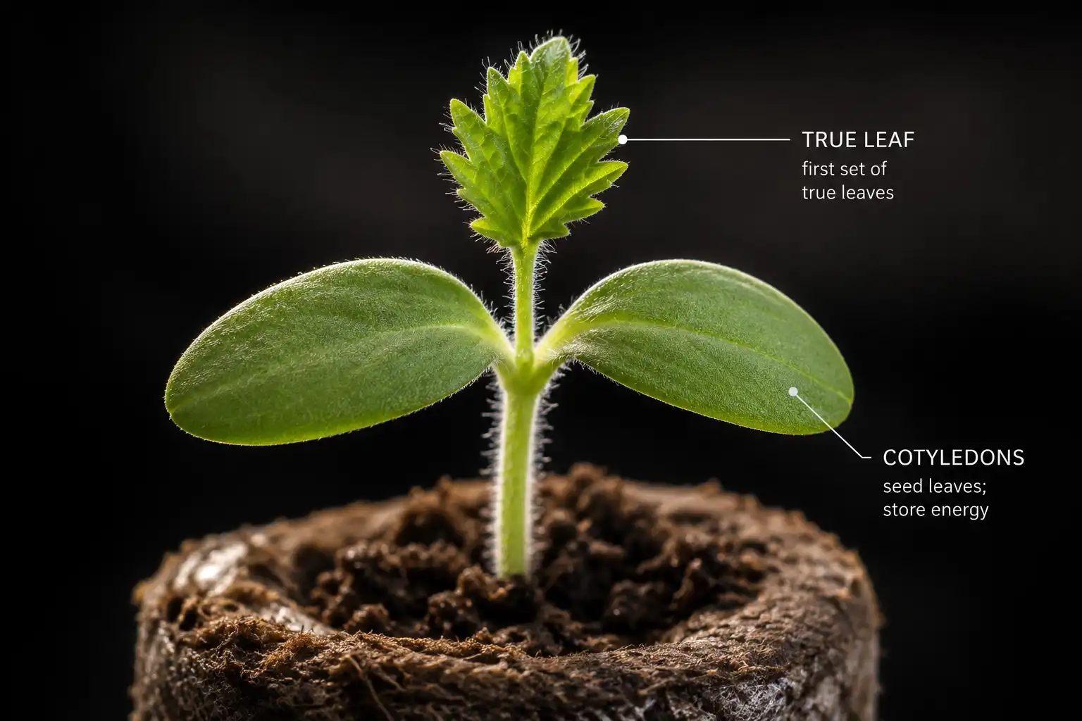 Two smooth oval seed leaves come first, and the jagged true leaf above them marks the stage when dilute feeding can begin