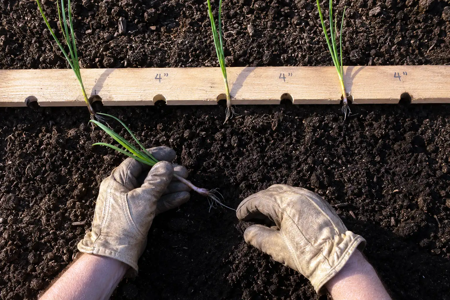 Farmer setting onion transplants at 4 inch grid intersections in a raised bed using a notched wooden spacing board.