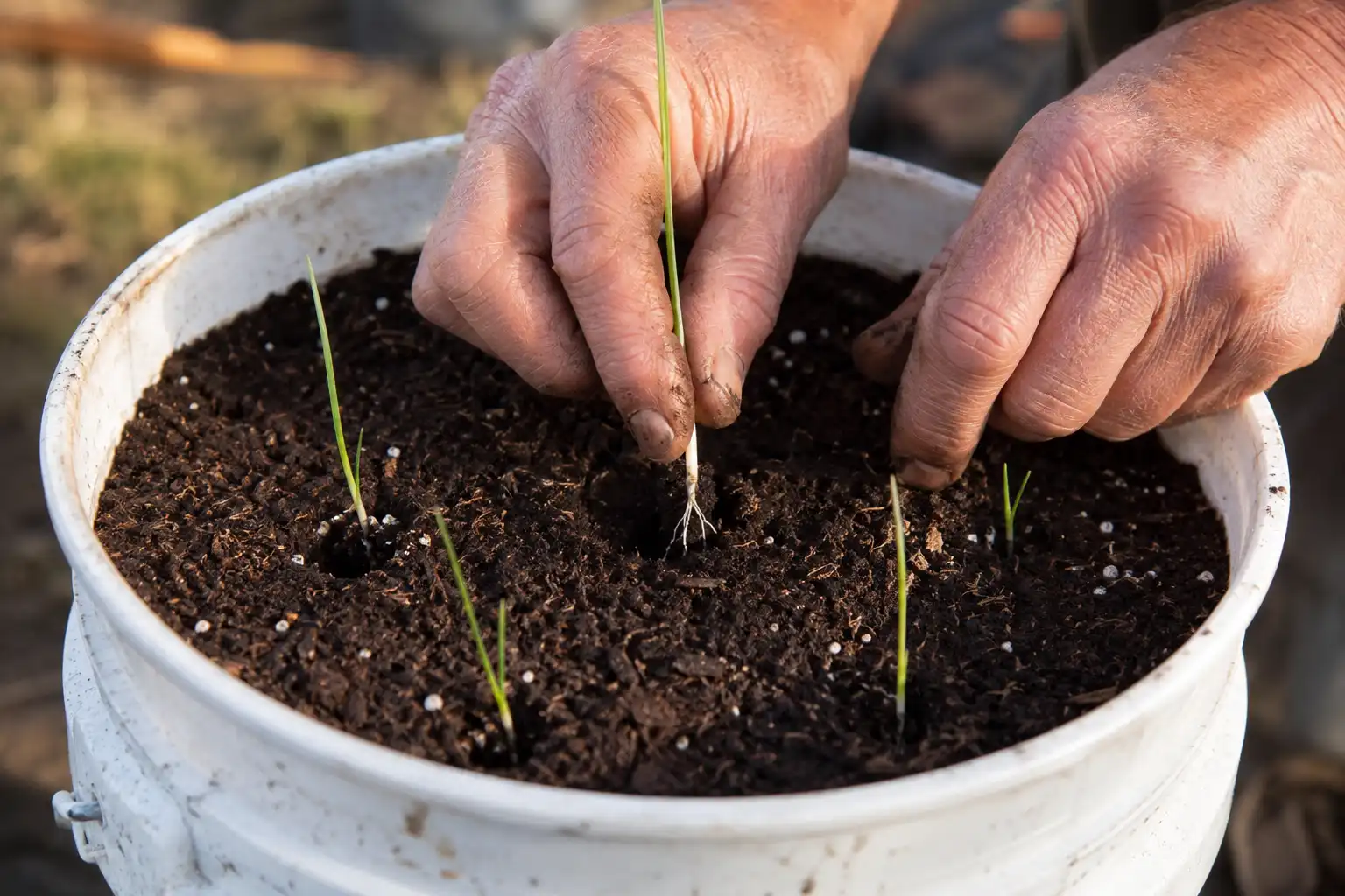 Farmer planting bare root onion transplants one inch deep and four inches apart in a 5 gallon bucket