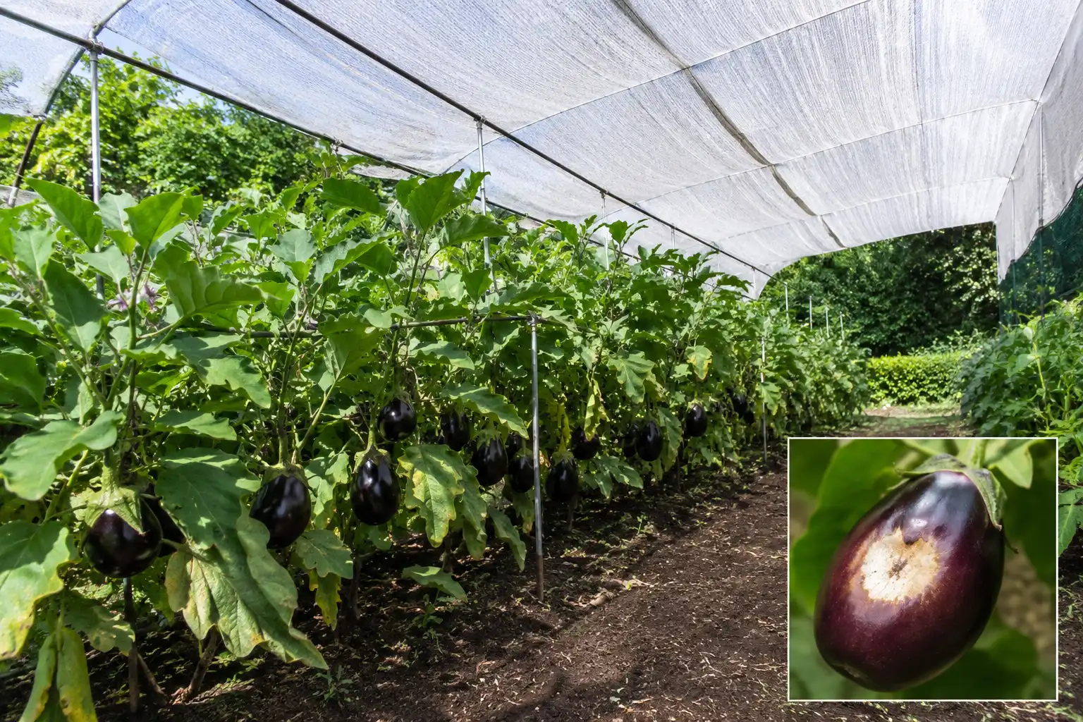 Shade cloth suspended on hoops above eggplant rows during hot weather, with an inset showing sunscald damage on an exposed fruit